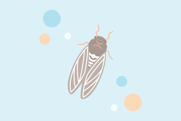 Illustration of a brown cicada like what many people will see.