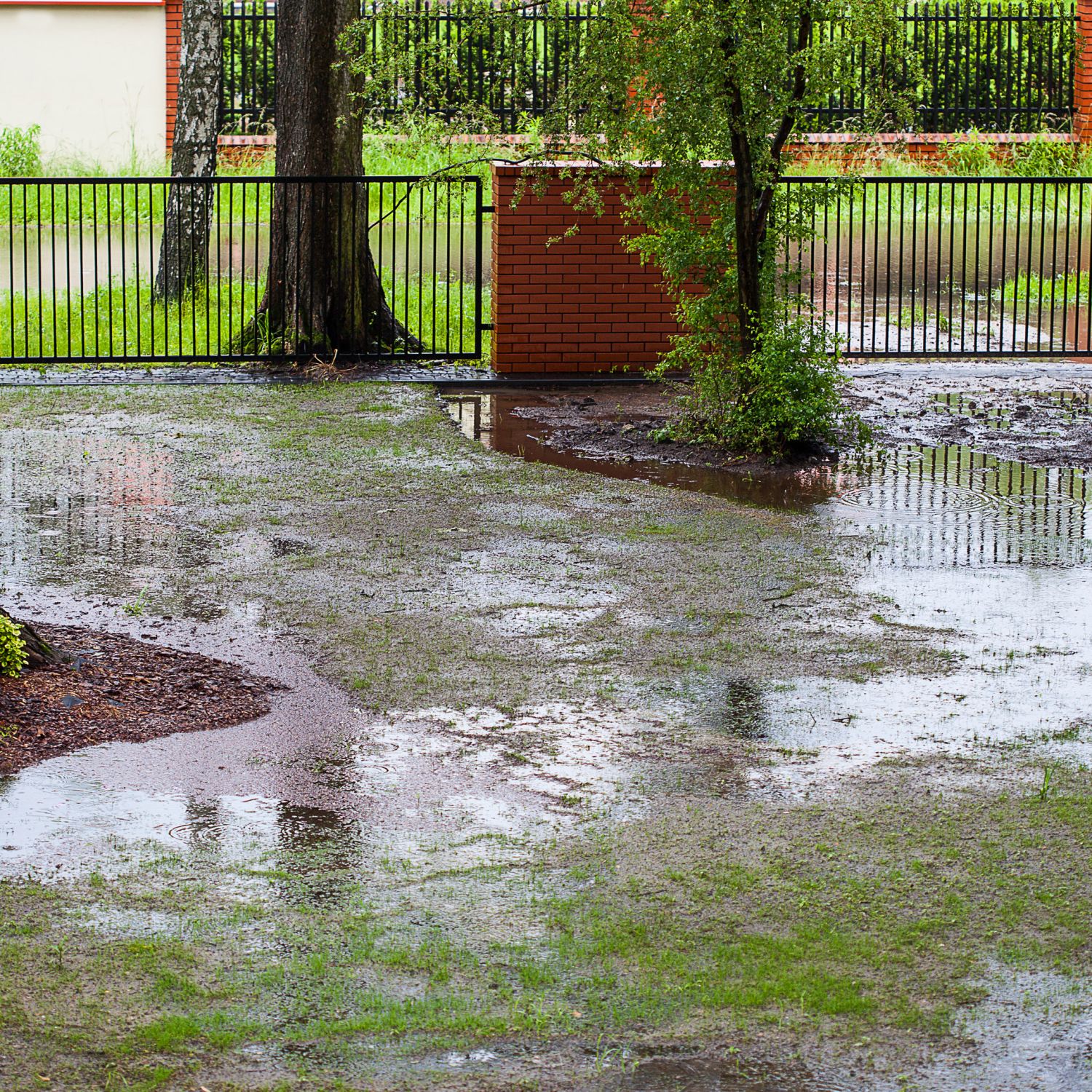 A muddy backyard with puddles exemplifying the need for a French drain system.