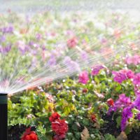 An automatic sprinkler watering a bed of flowers in bright sunshine.