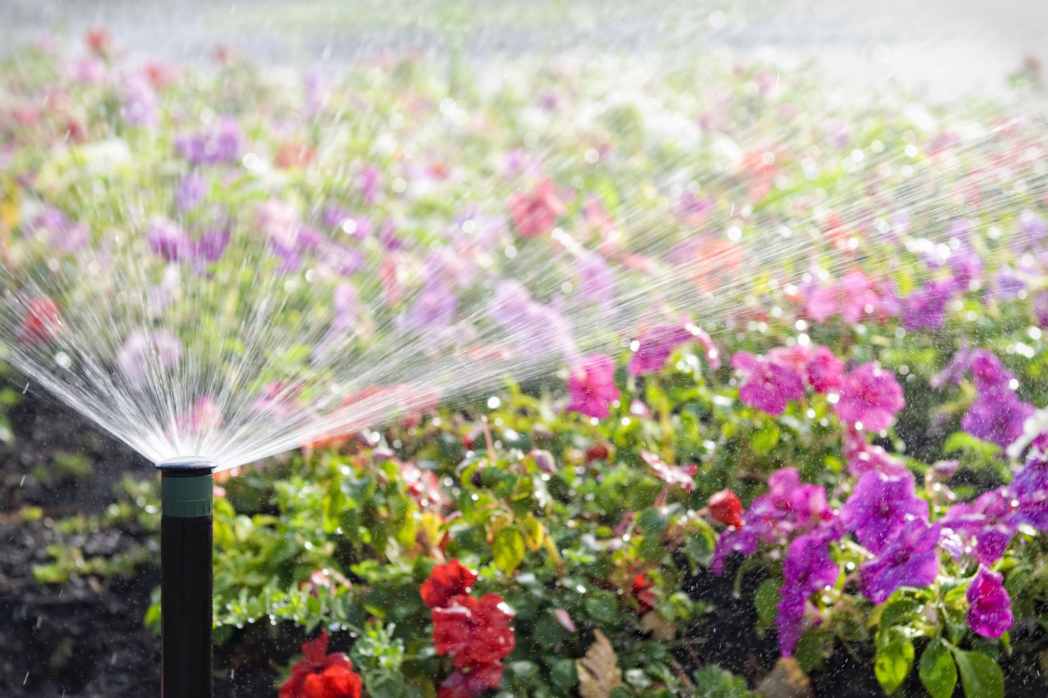 An automatic sprinkler watering a bed of flowers in bright sunshine.