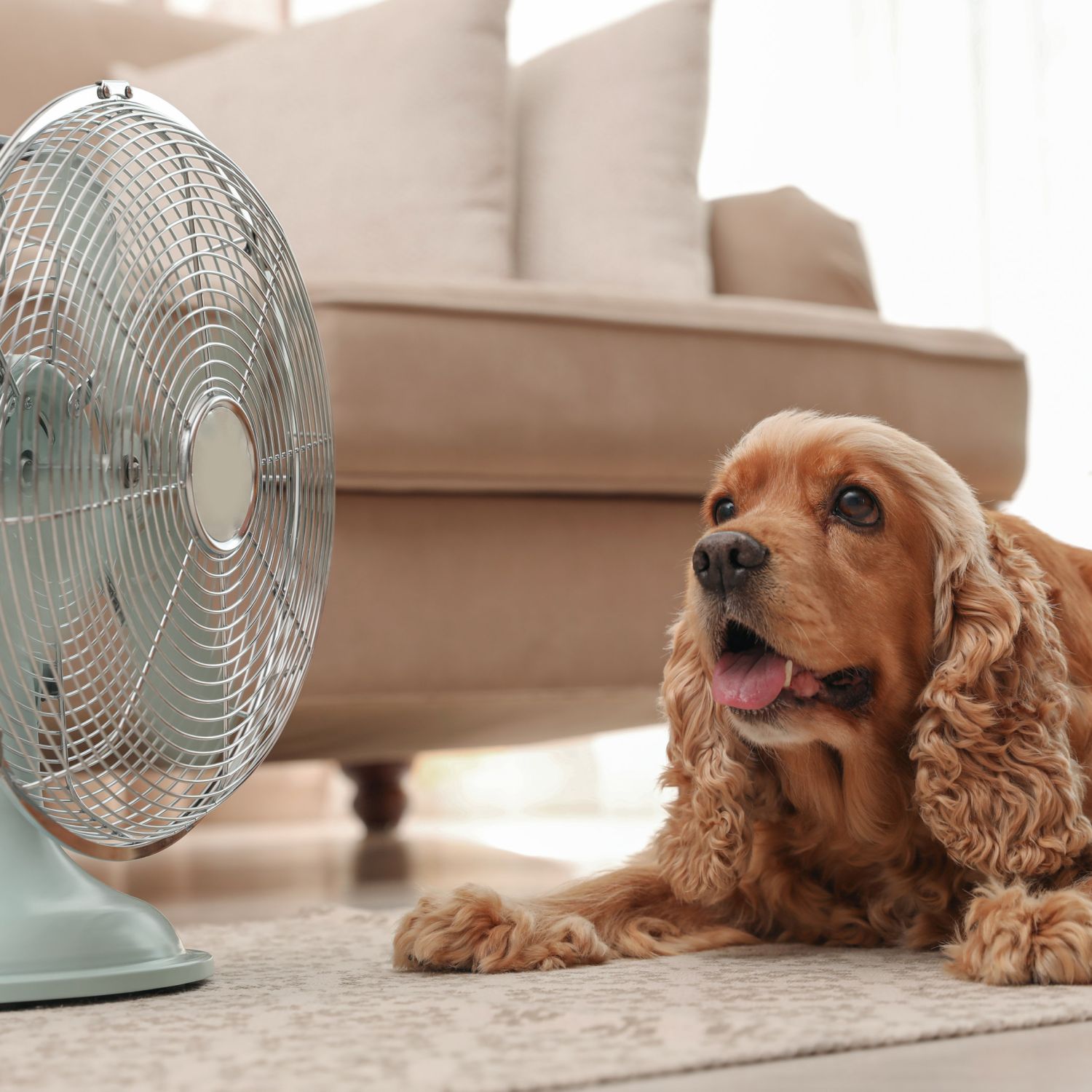 English Cocker Spaniel enjoying air flow from fan on floor indoors. Summer heat