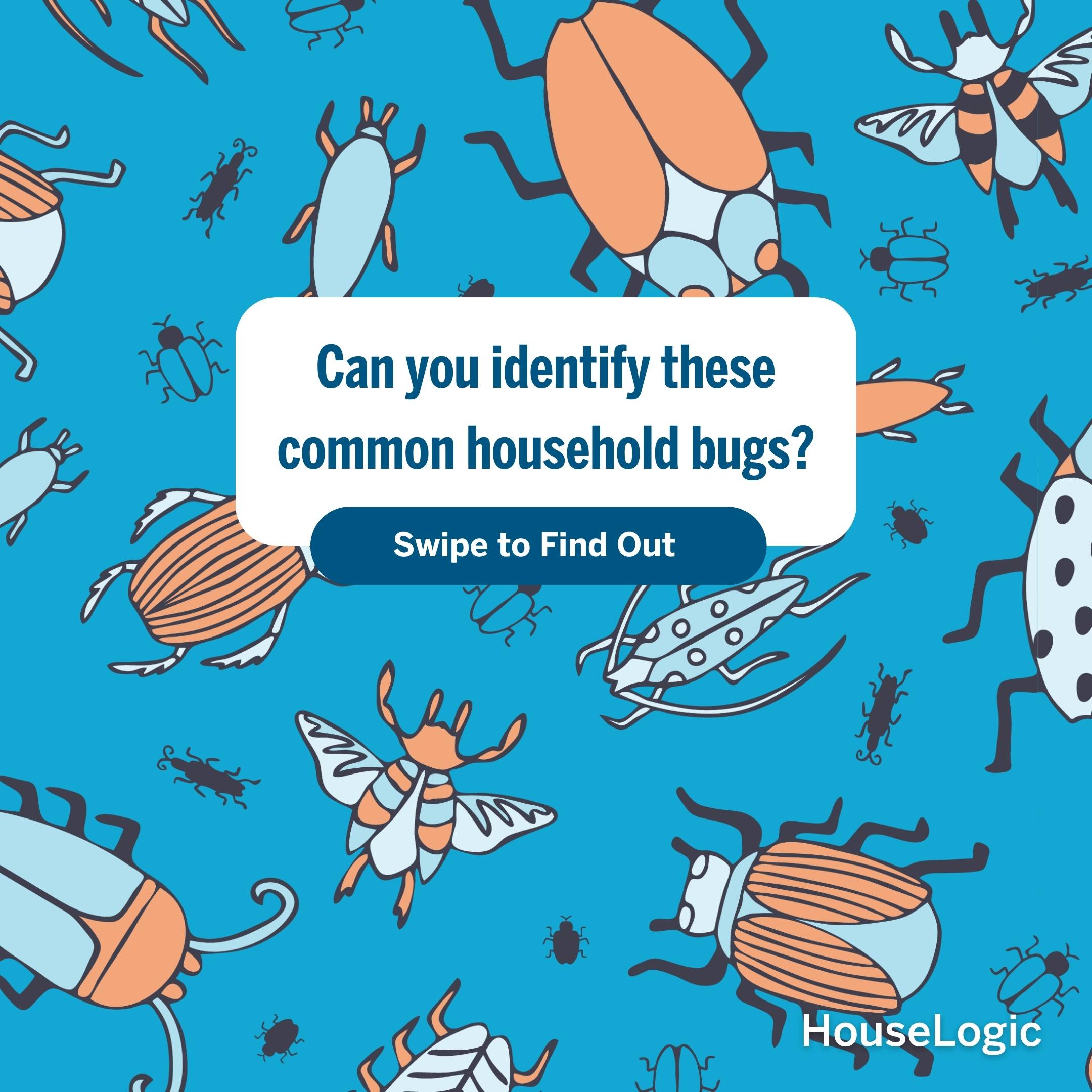 Can you identify these common household bugs?