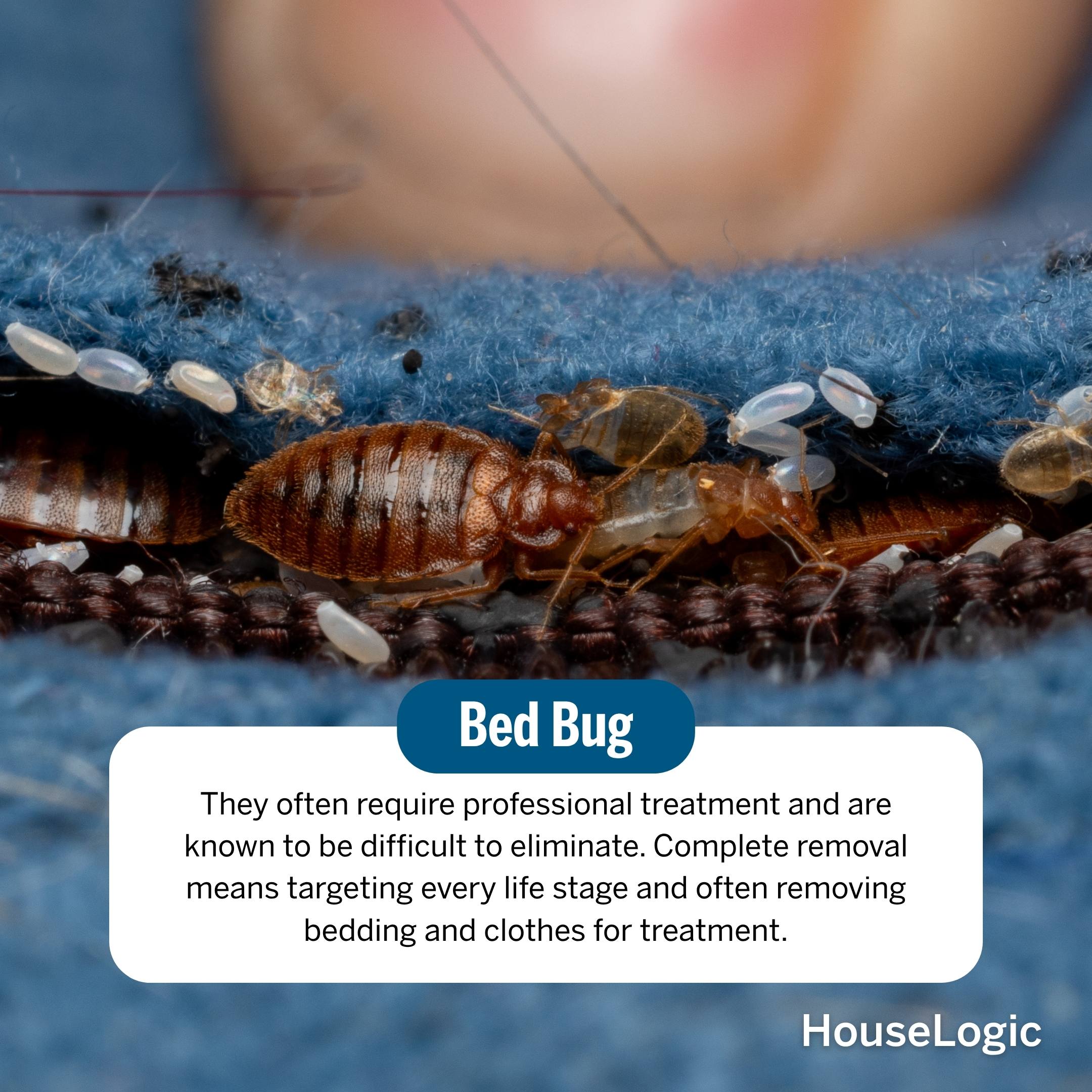 Bed Bug