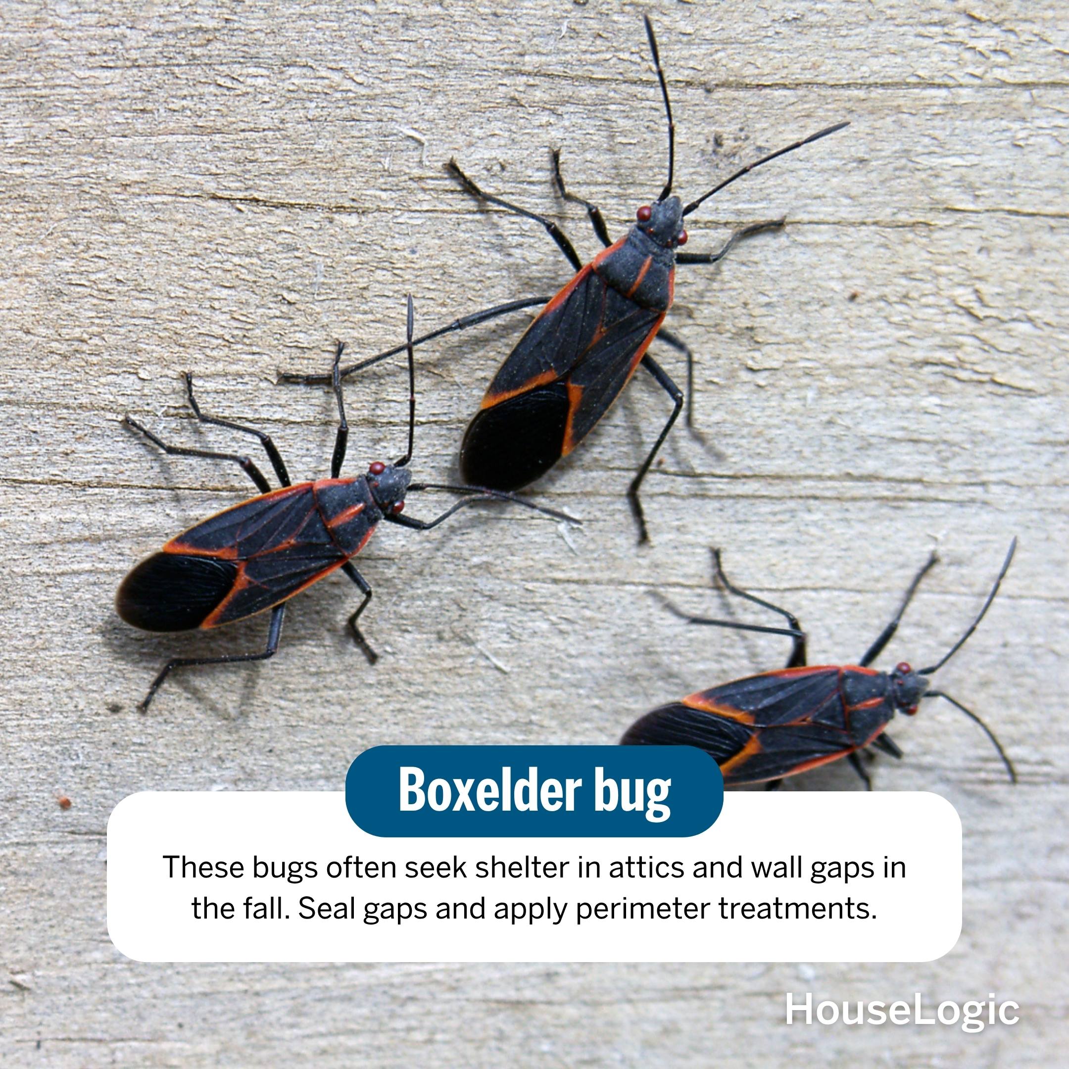 Boxelder bug