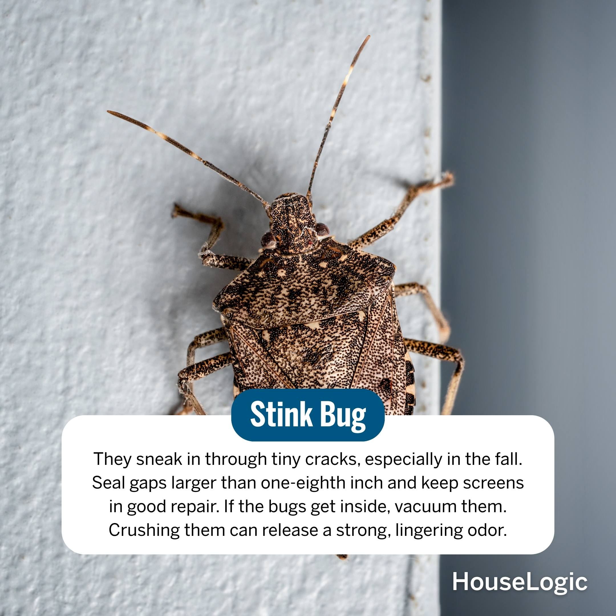 Stink Bug