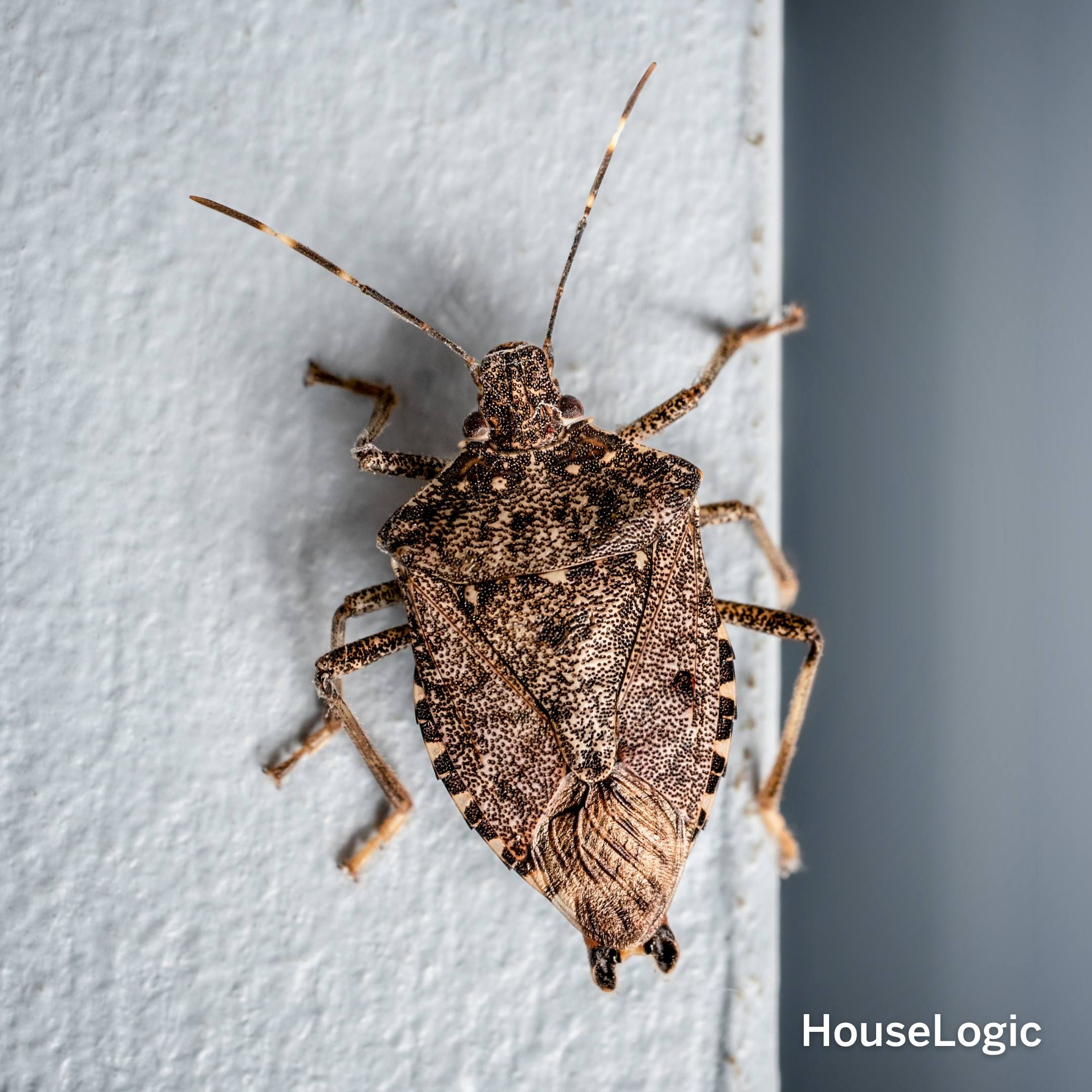 Stink Bug