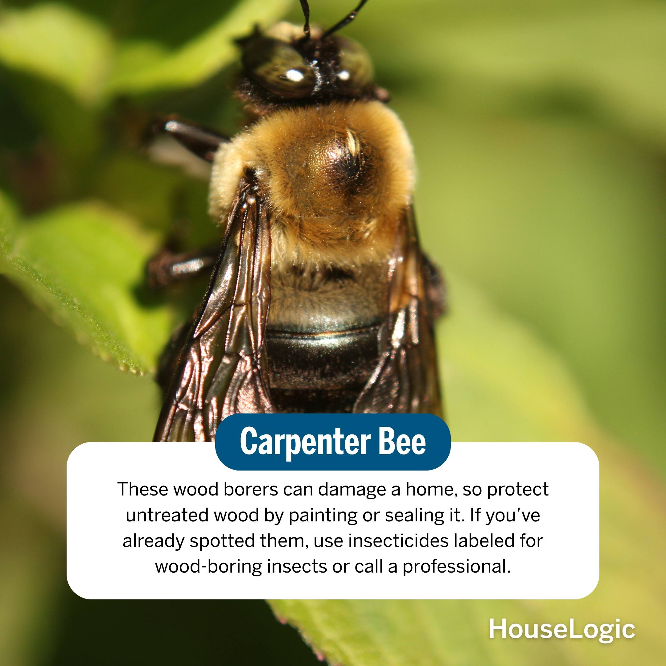 Carpenter Bee