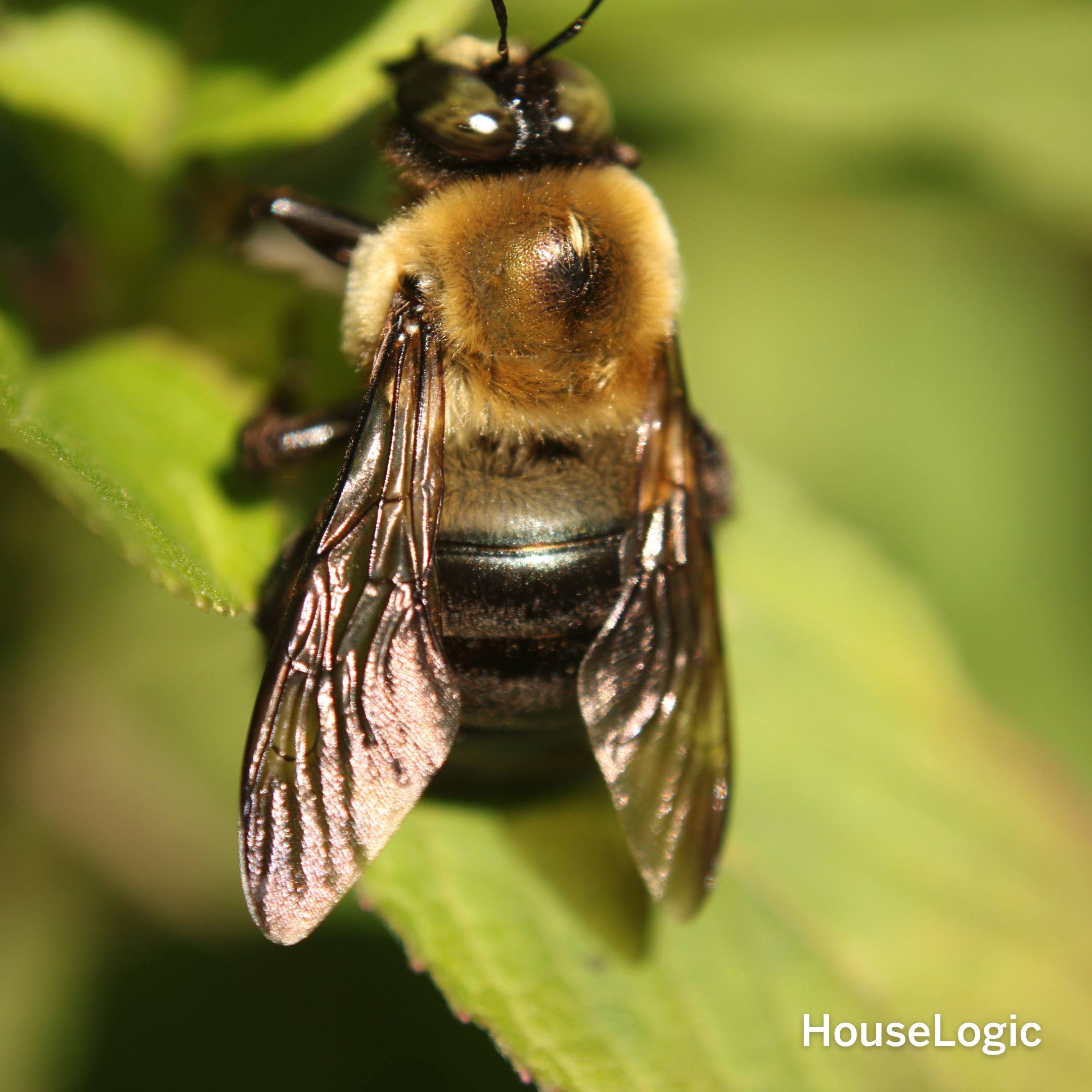 Carpenter Bee