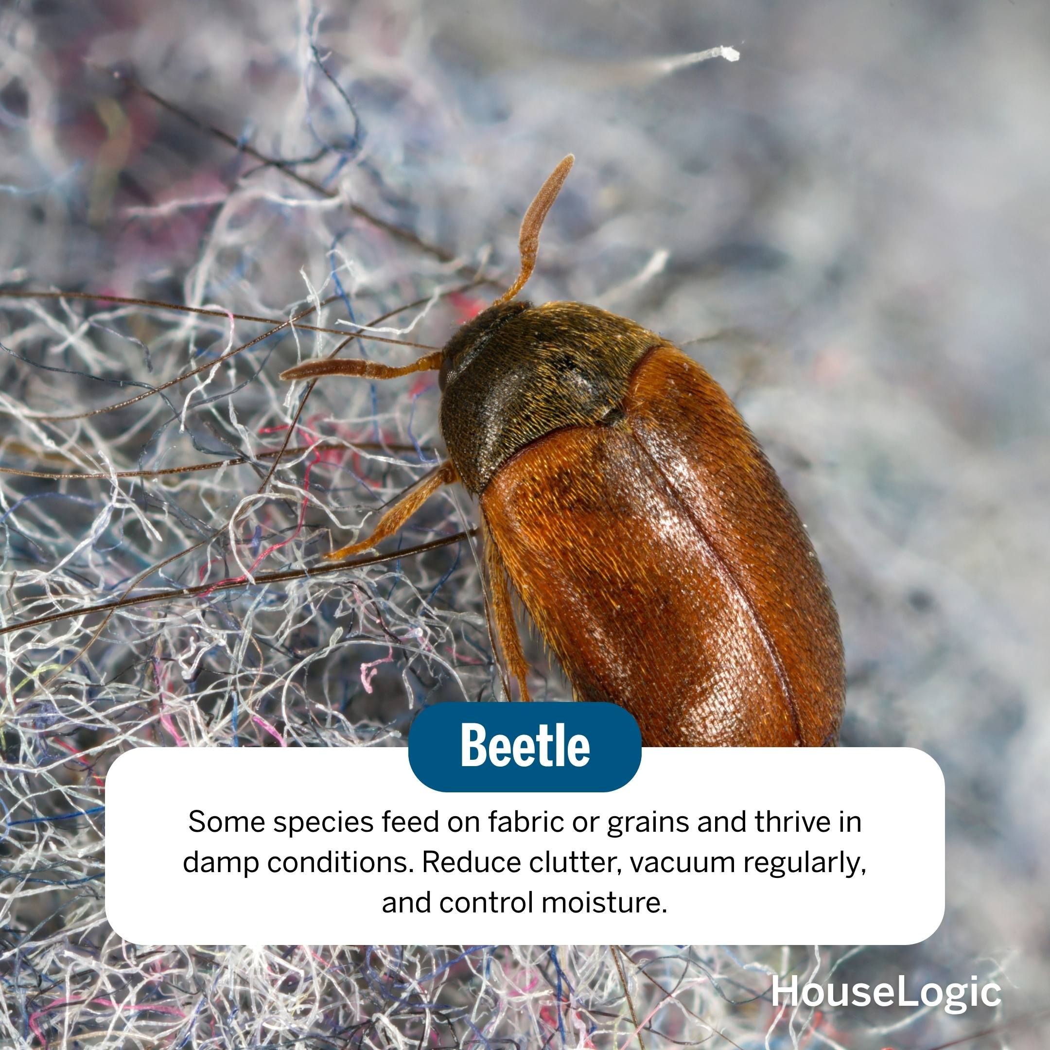 Beetle, specifically a carpet beetle