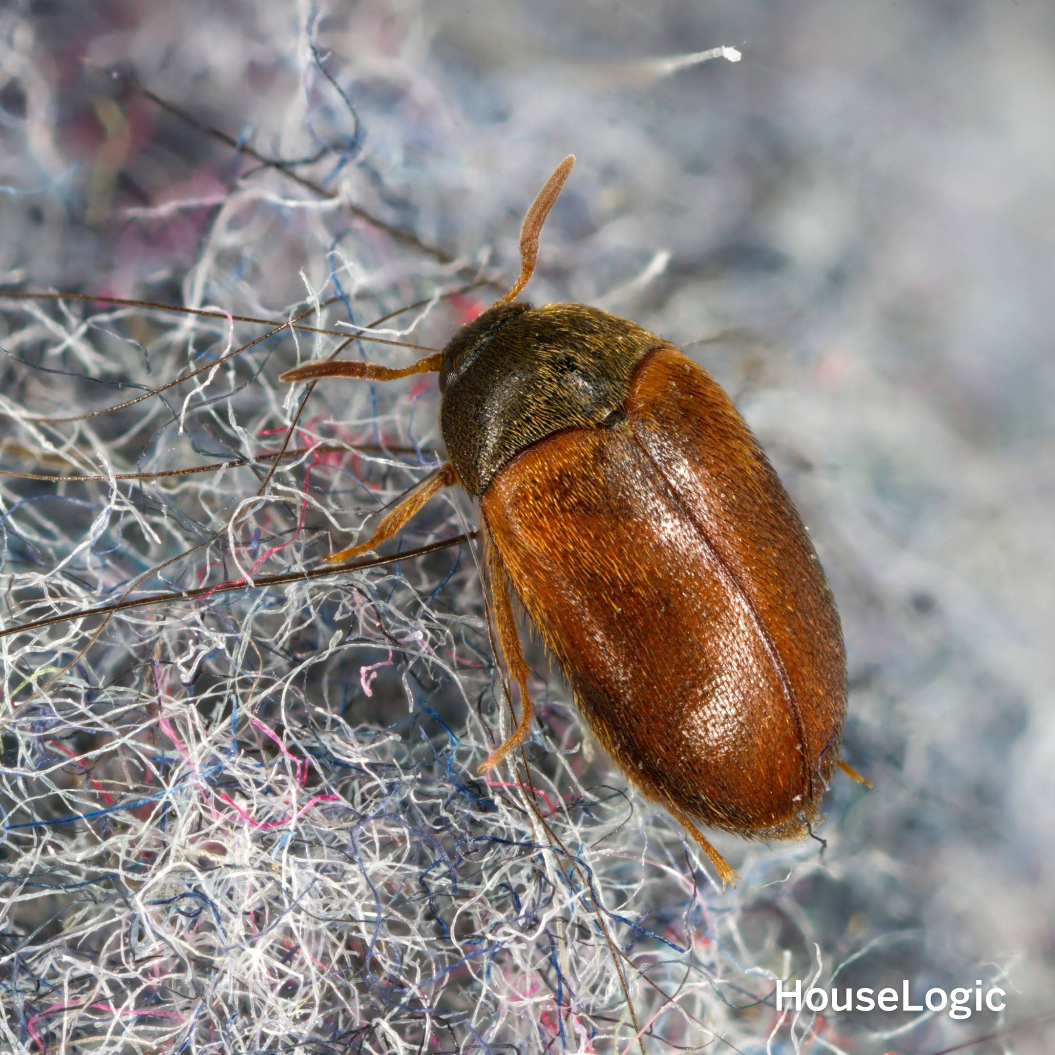 Beetle, specifically a carpet beetle