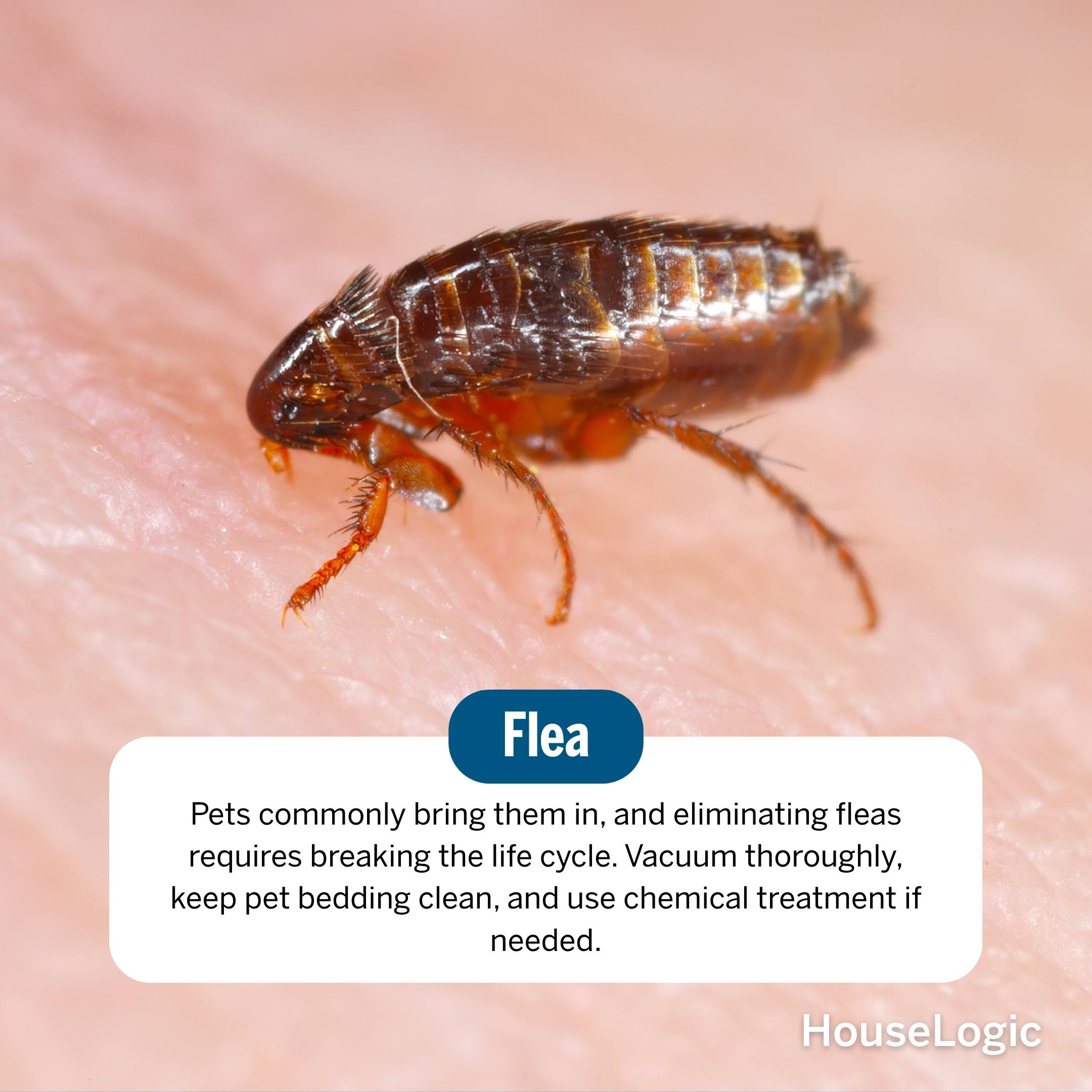 Flea