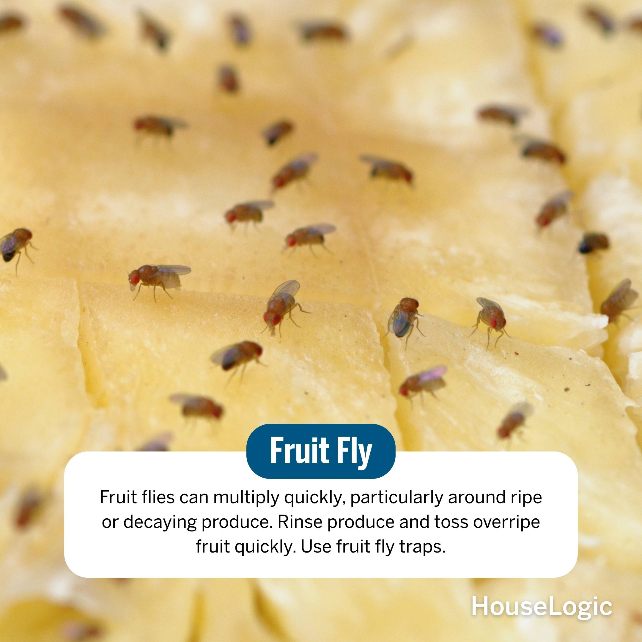 Fruit Fly