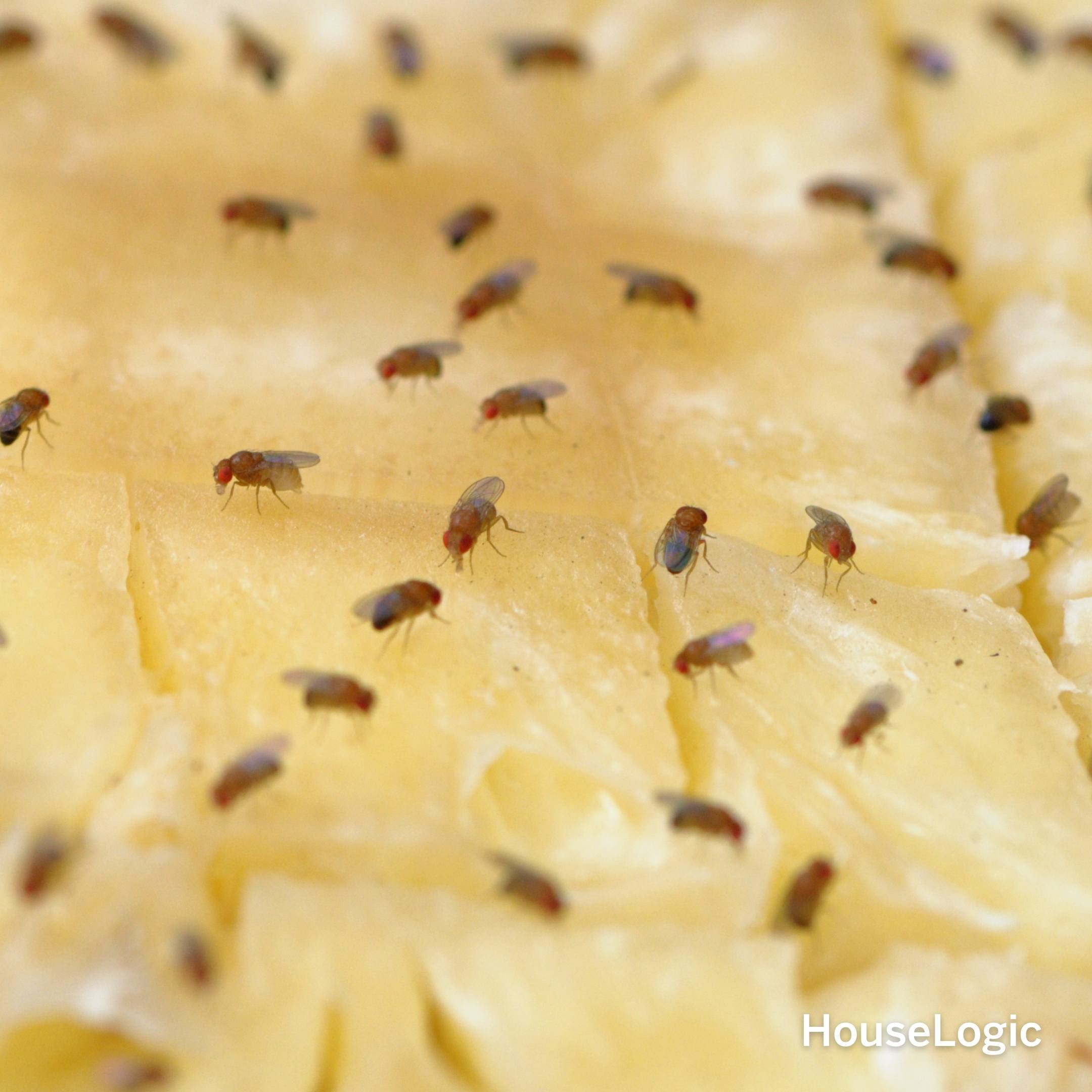 Fruit Fly