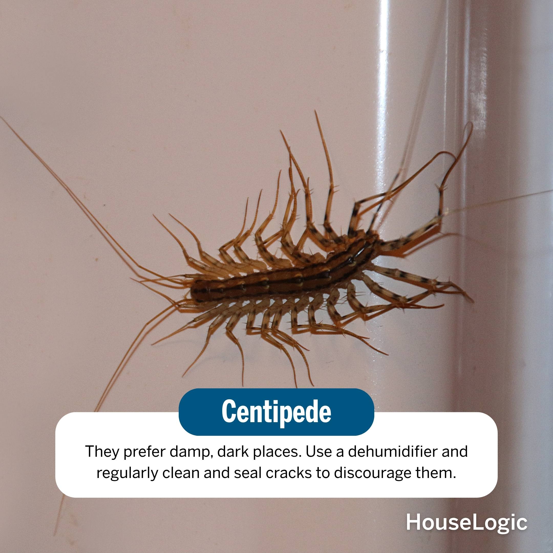 Centipede, specifically a house centipede