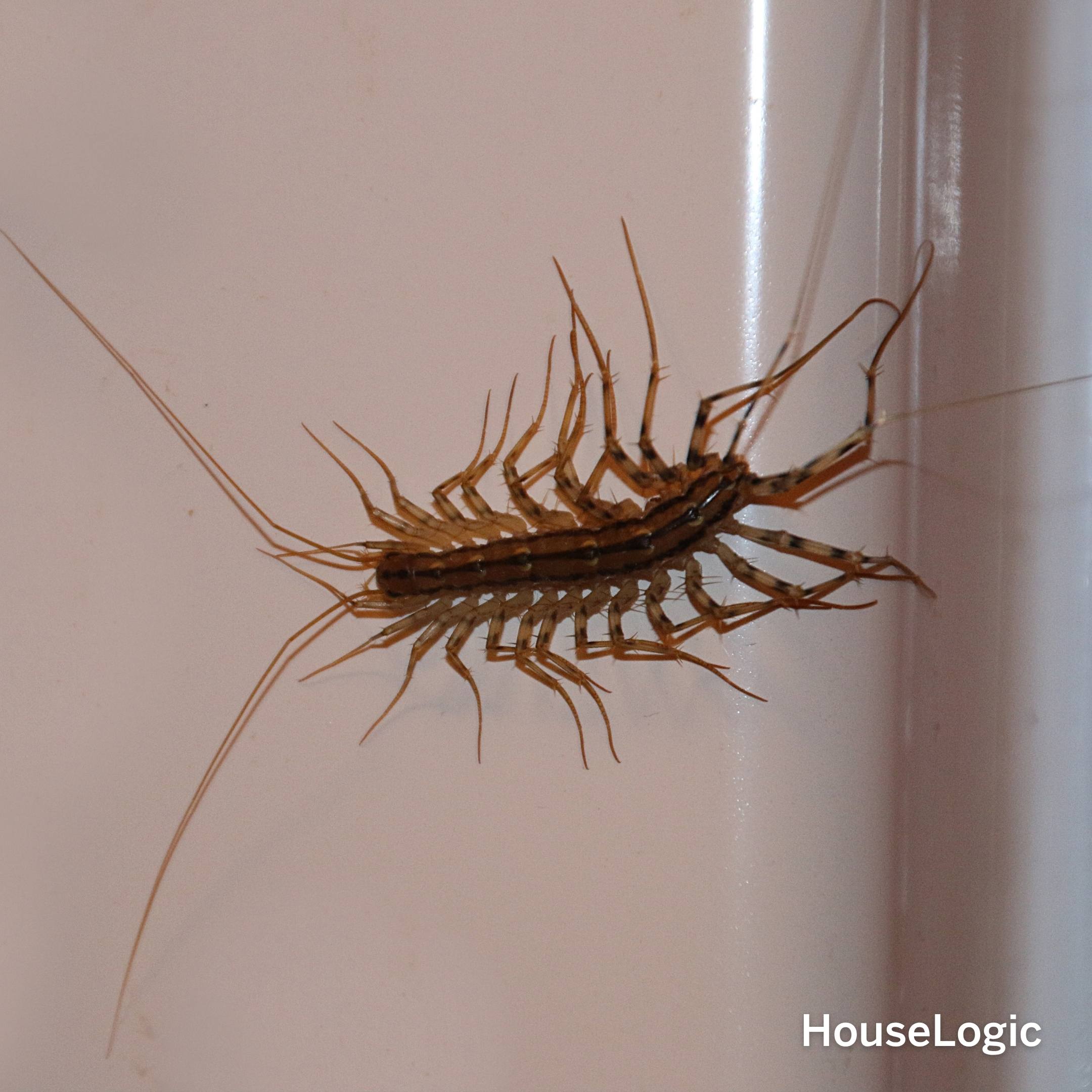 Centipede, specifically a house centipede