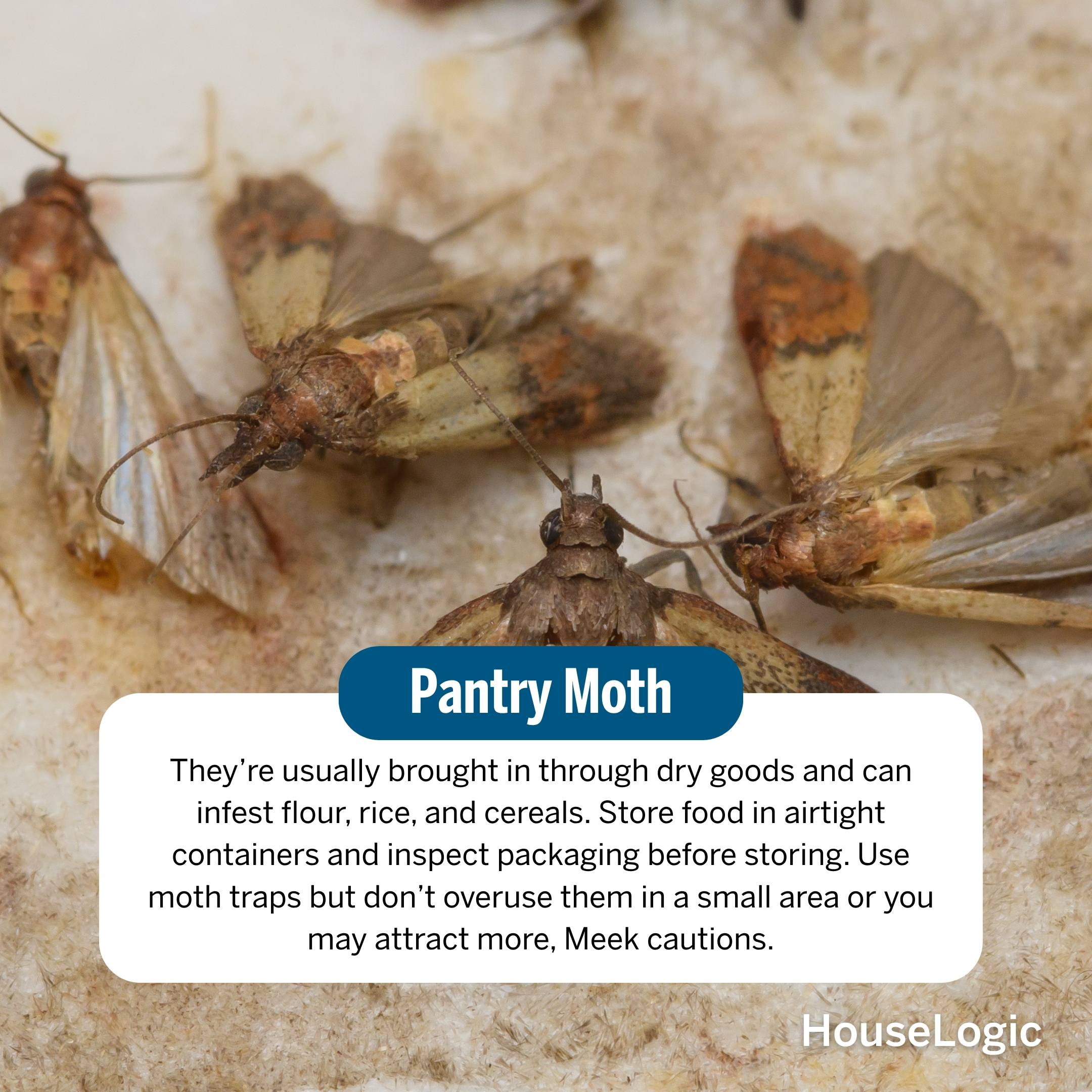 Pantry Moth