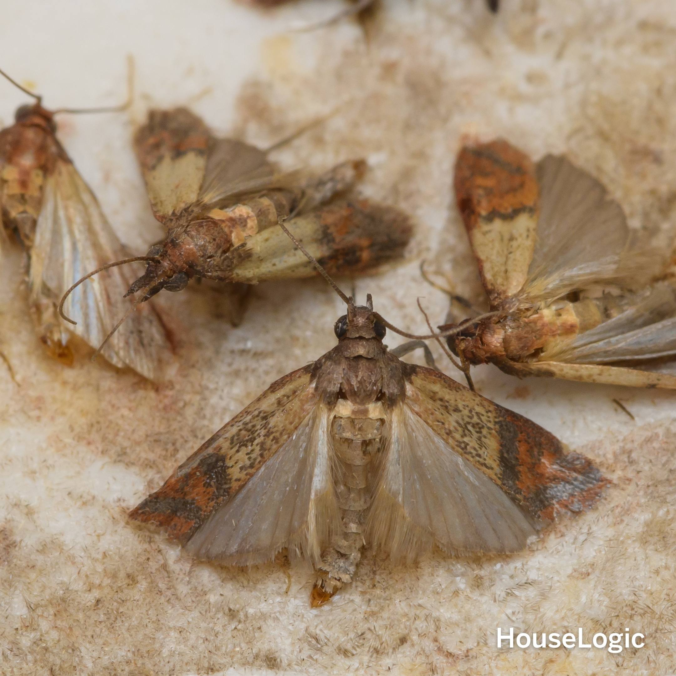 Pantry Moth