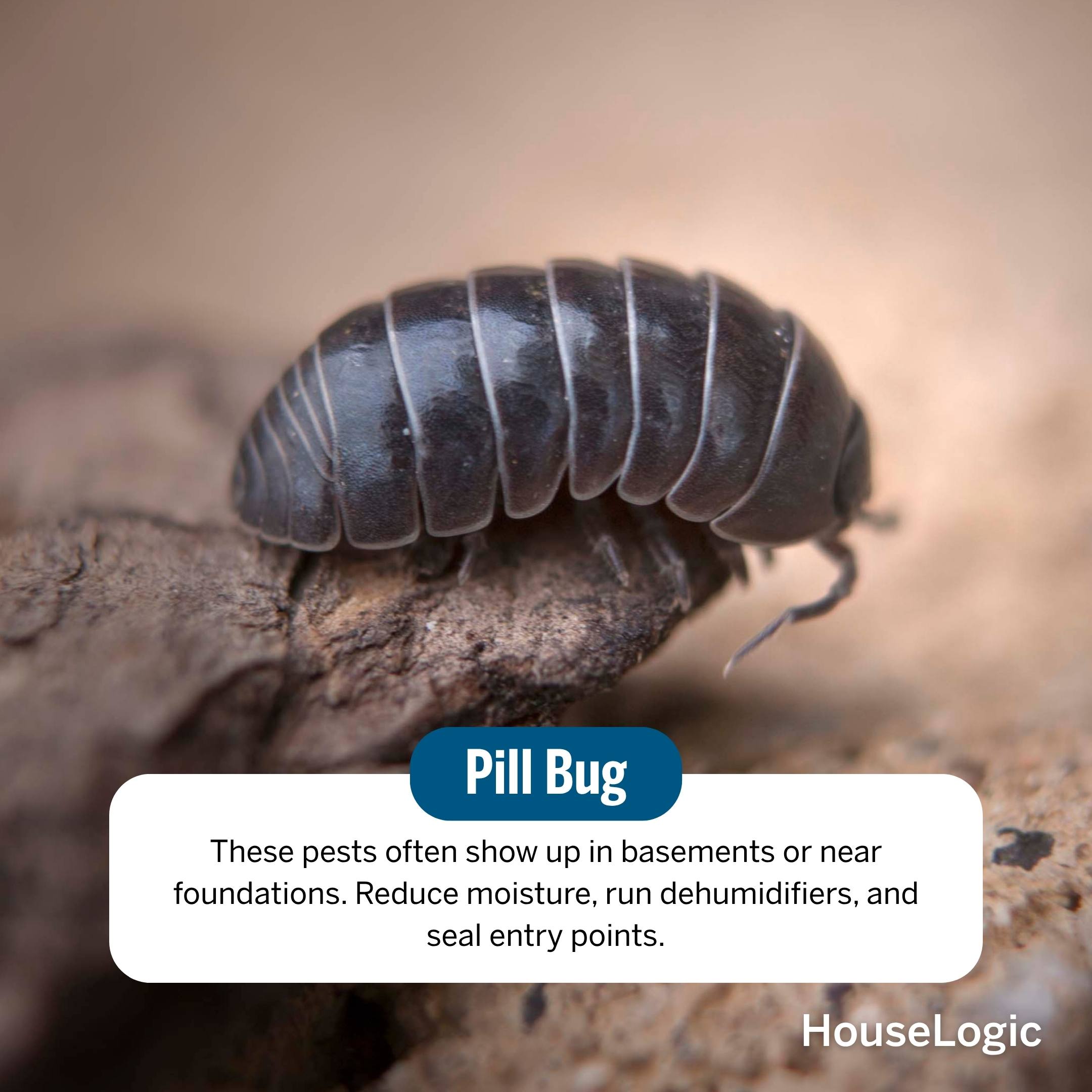 Pill Bug / Rolly Polly