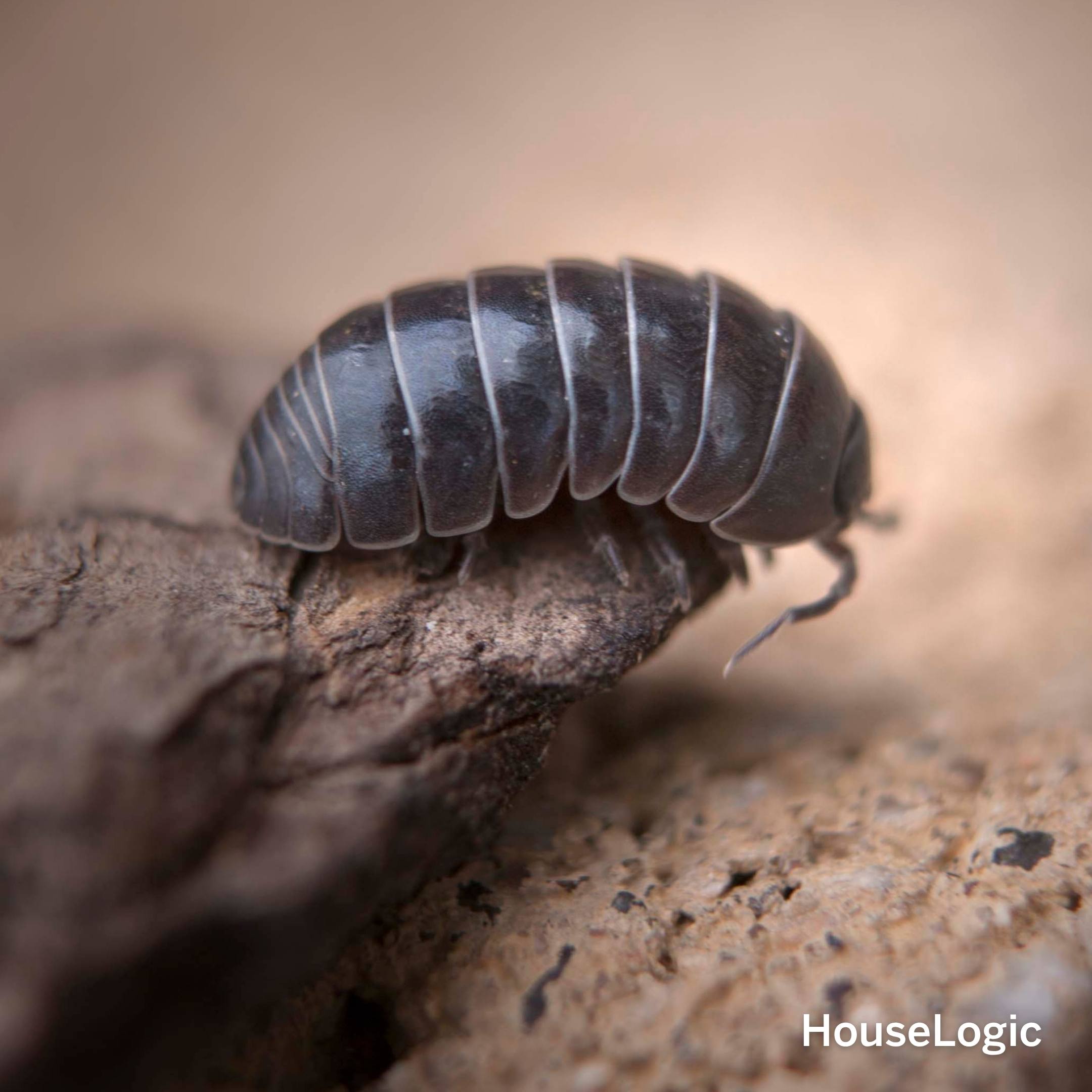 Pill Bug / Rolly Polly