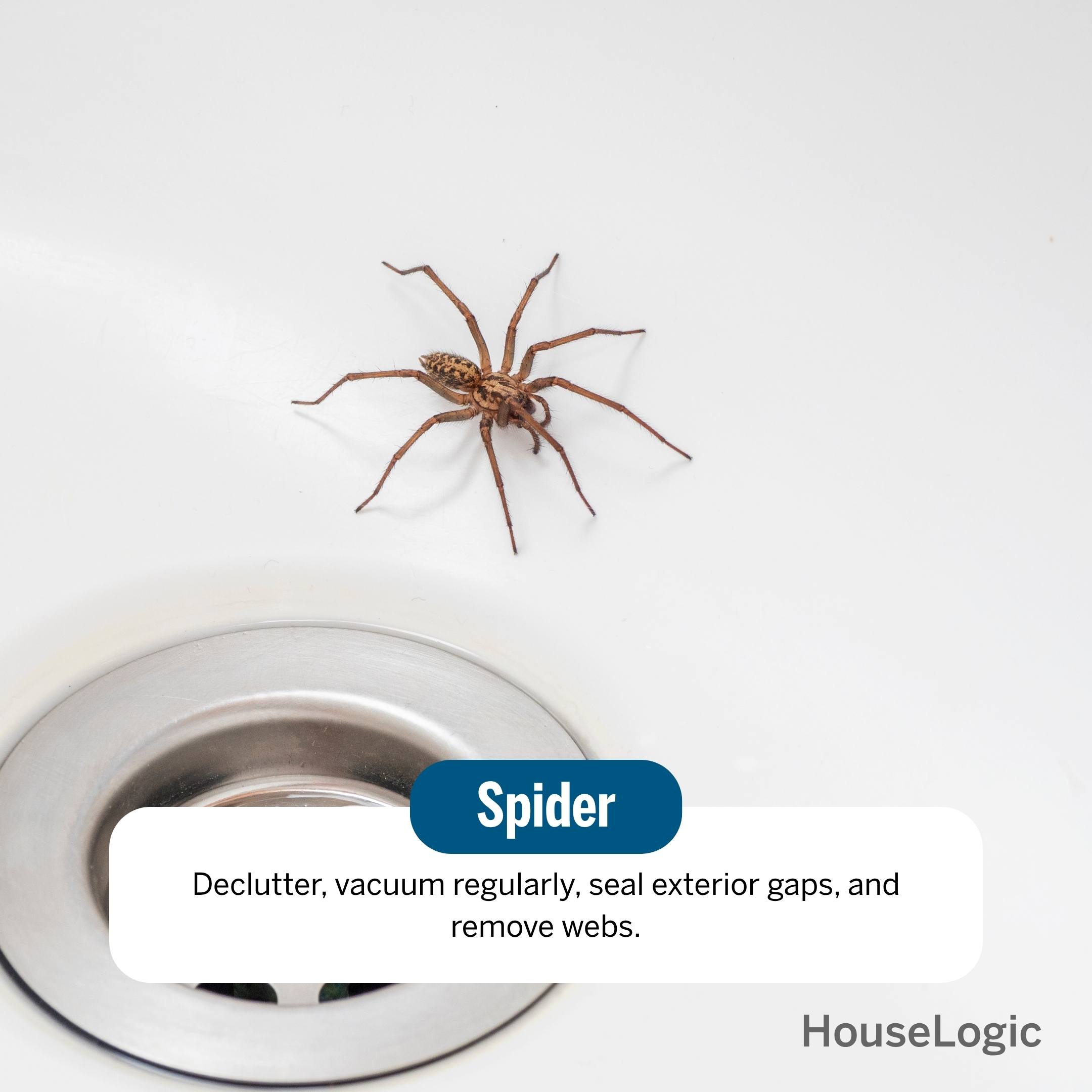 Spider