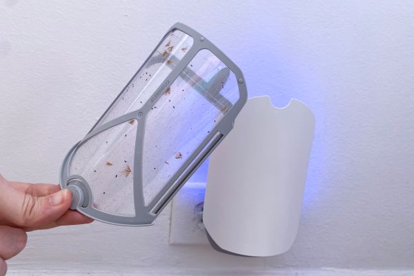 An example of a trap for bugs that can help get rid of bugs in the house.