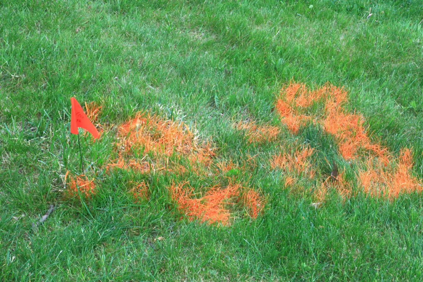 Paint markings to prepare a yard for sprinkler system installation.