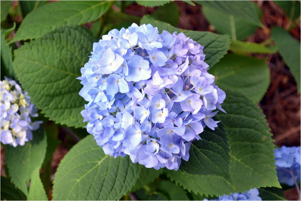 A blue hydrangea with green leaves