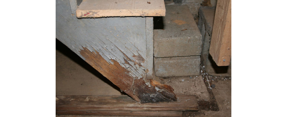 Rotted wood on stairs to basement