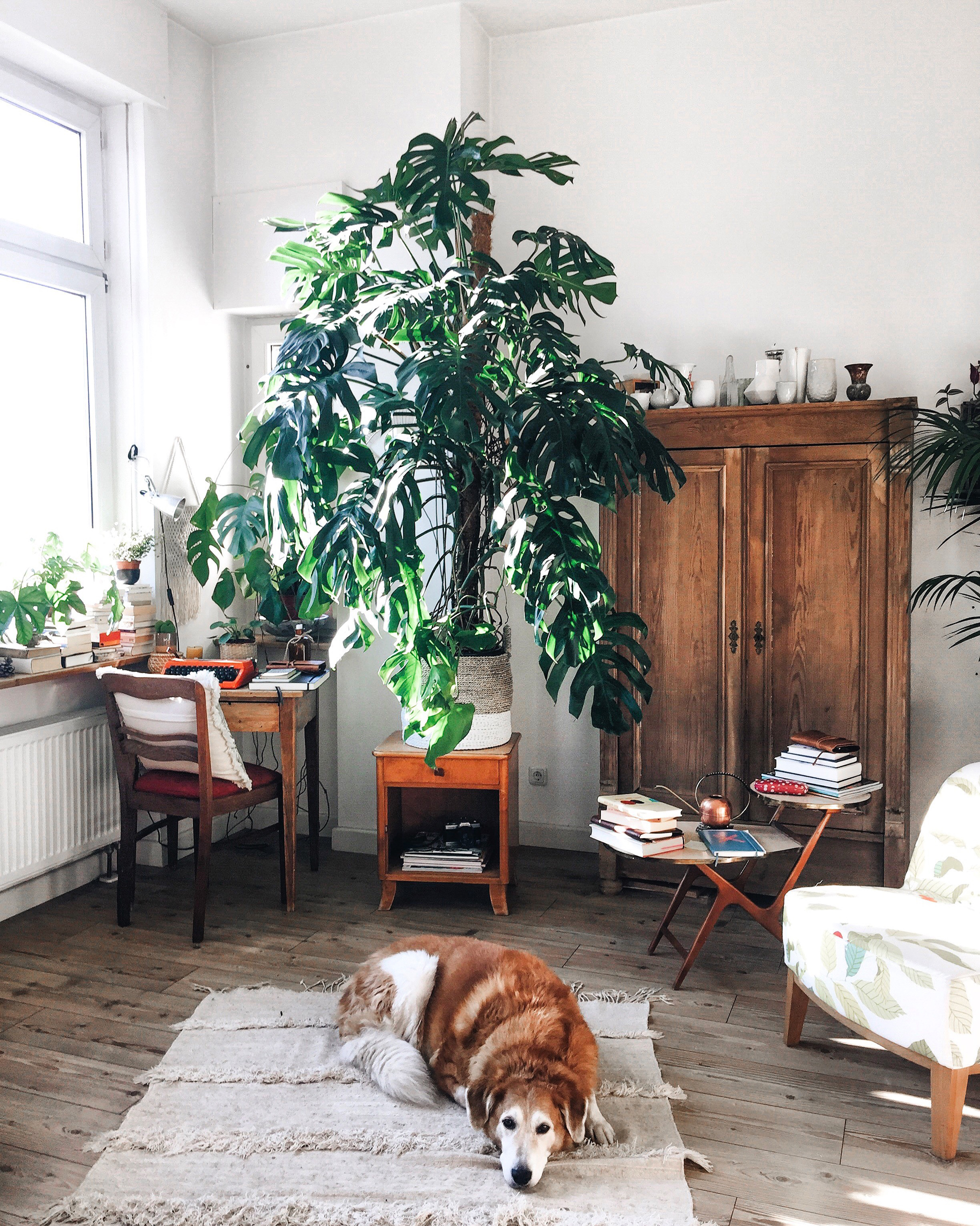 Houseplants and dog in a white room