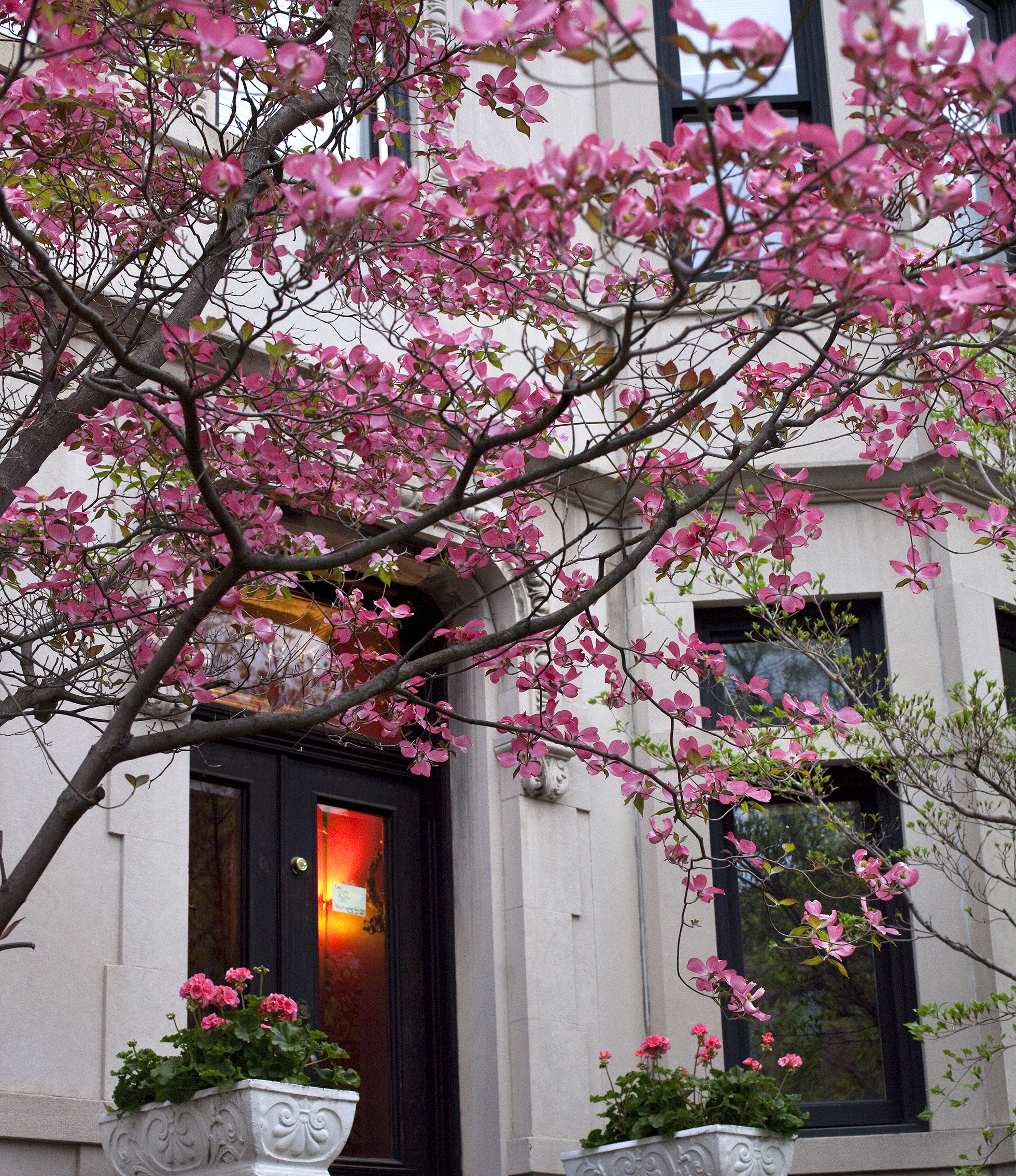 Flowering purple dogwood outside a Brooklyn brownstone