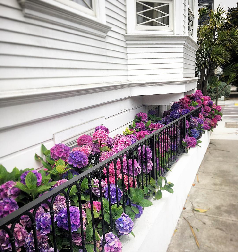 Purple and pink hydrangeas against black fence on white home