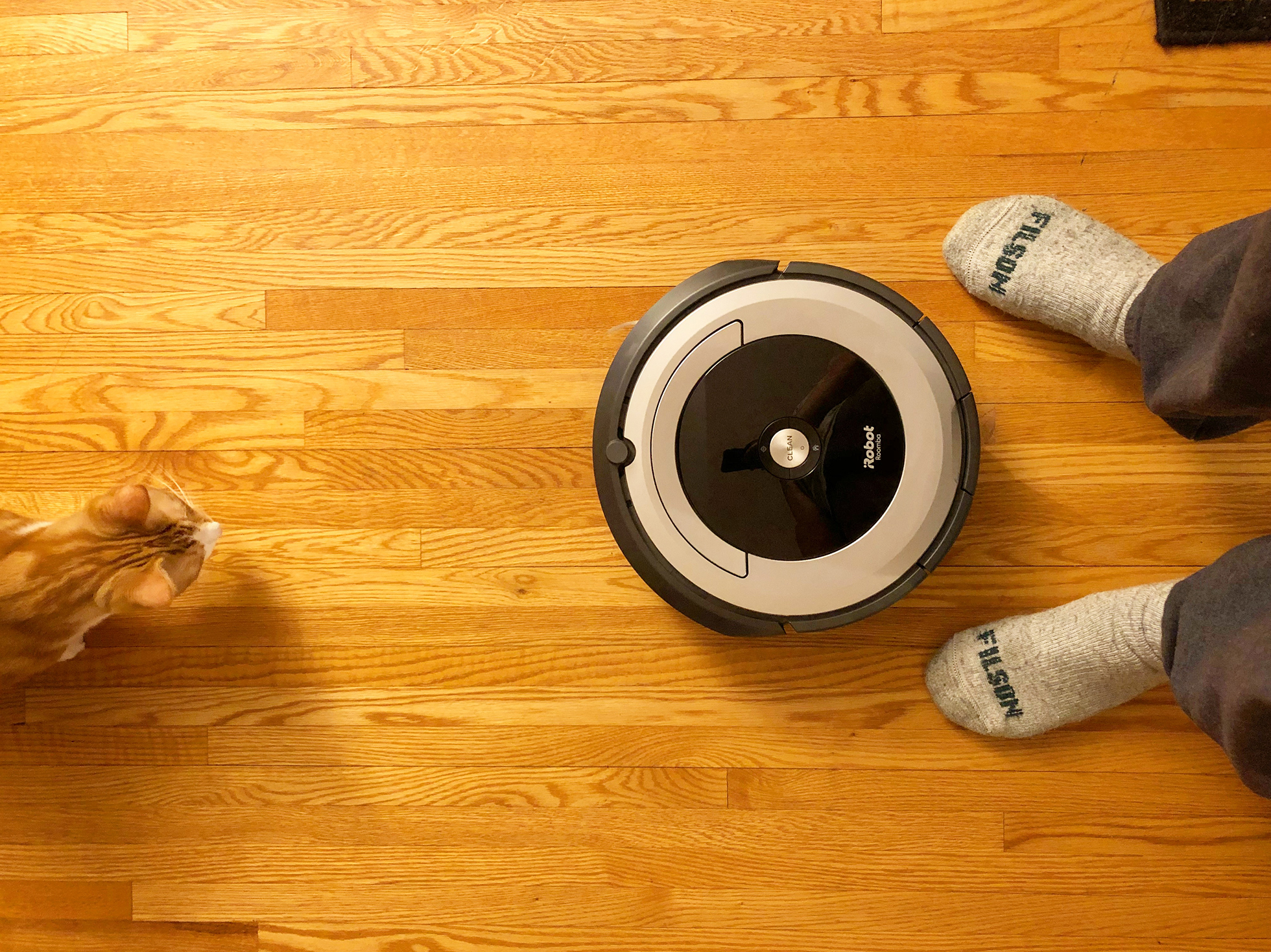 Human and tabby cat watching Roomba on wood floor