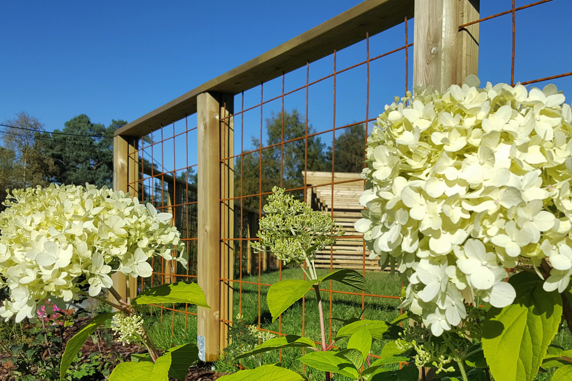 A garden fence with hydrangeas