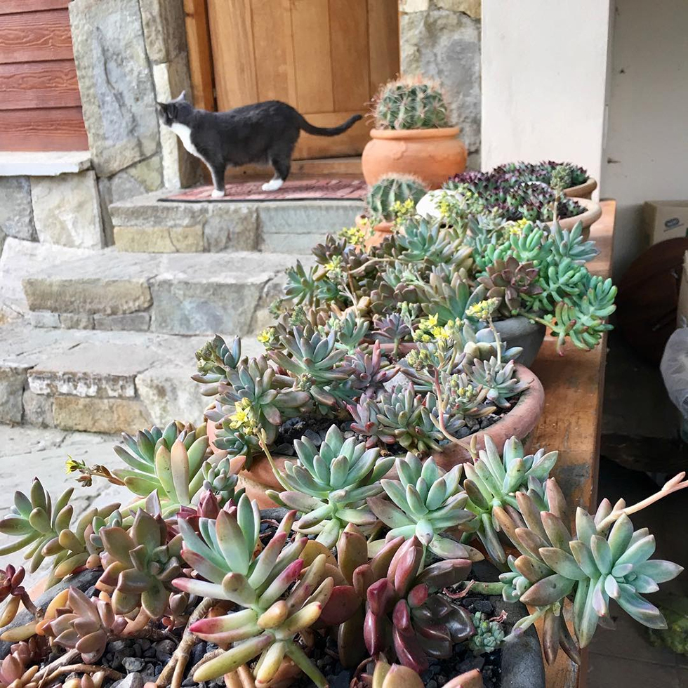 Cat on door step overlooking planter box of succulents