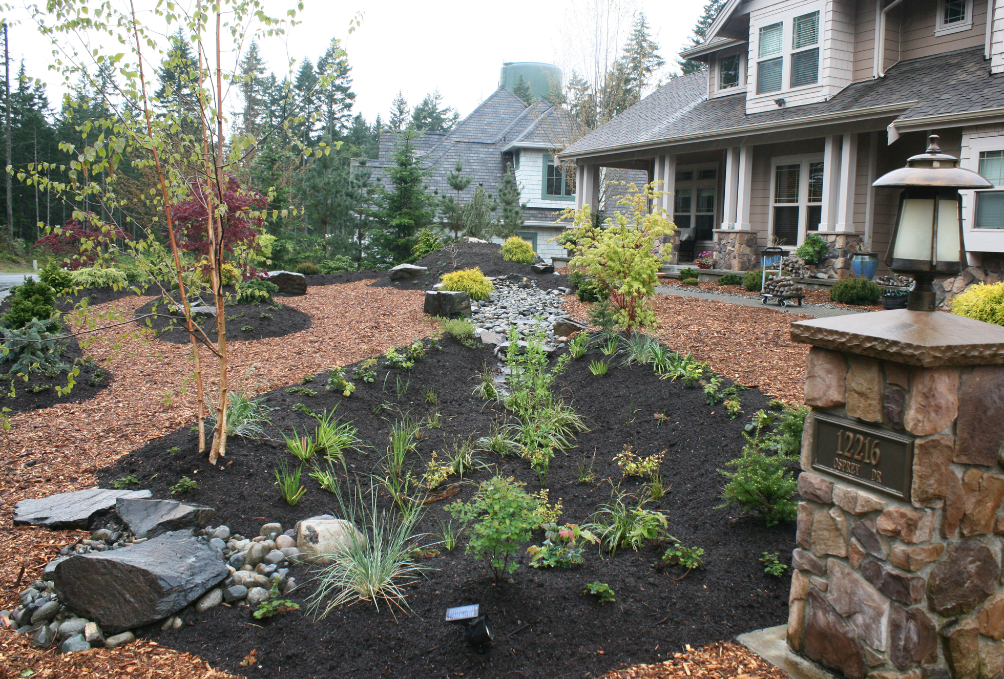 Lush rain garden in front yard with brown mulch, plants