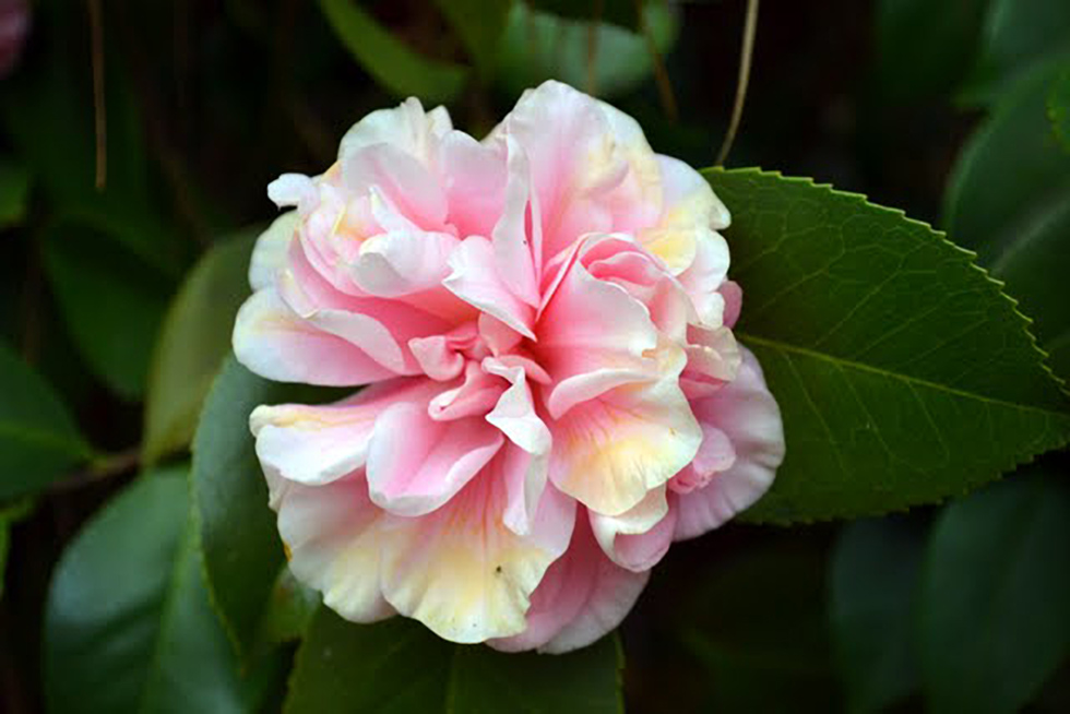Close up of a pink flower