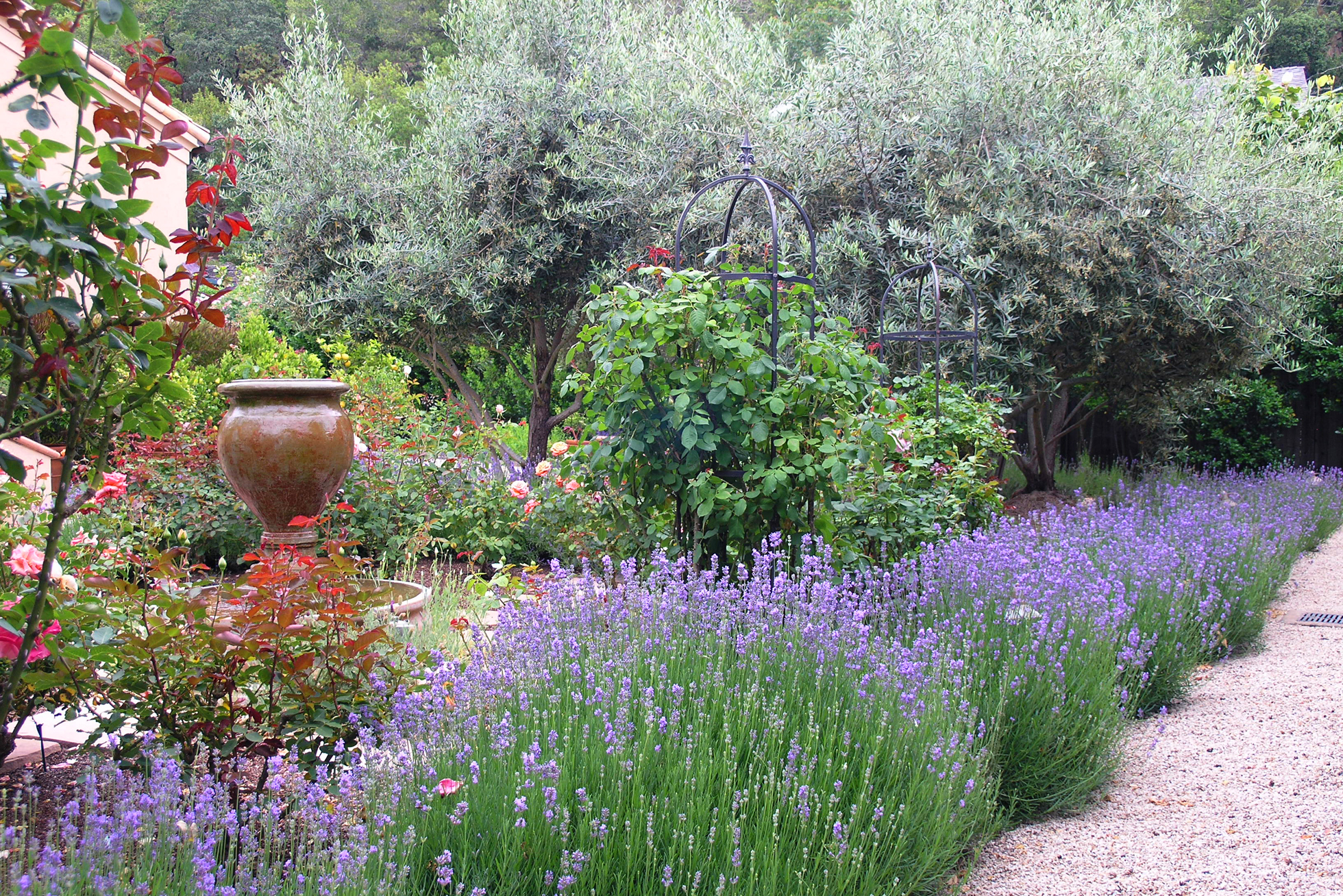 French style yard with lavender and gravel