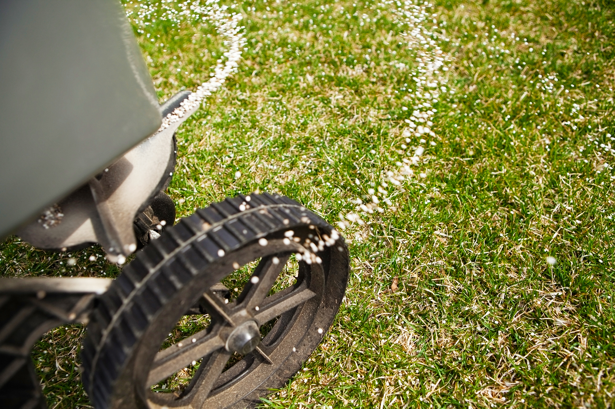 Close up of lawn being sprayed with grub control