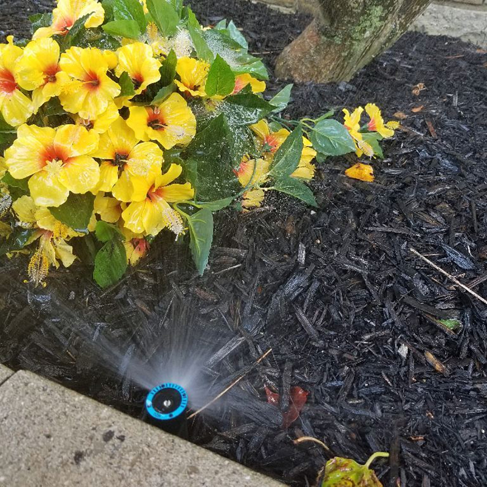 Yellow flowers being sprayed by sprinkler against sidewalk