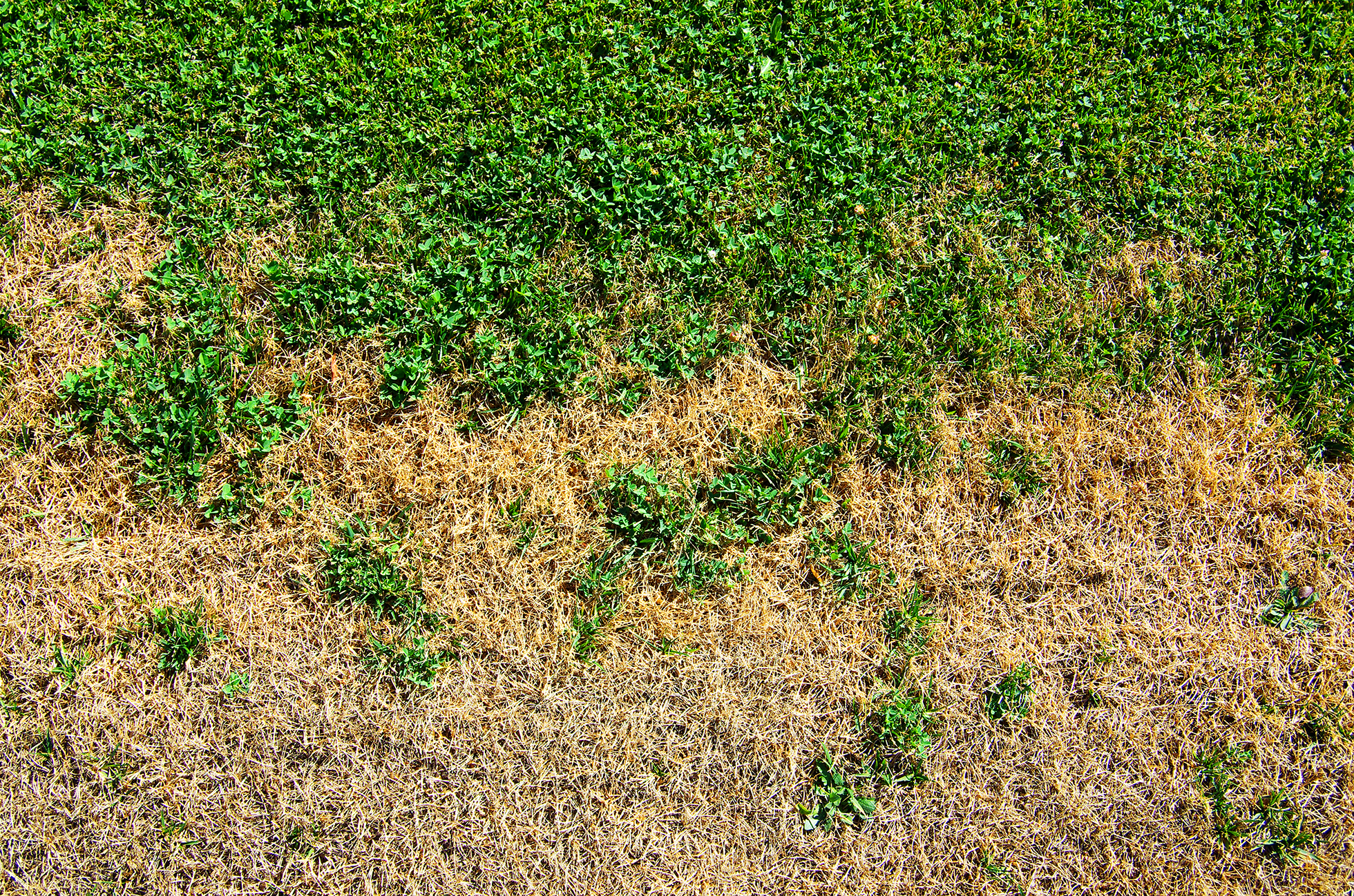 A crunchy, brown lawn thirsty for water