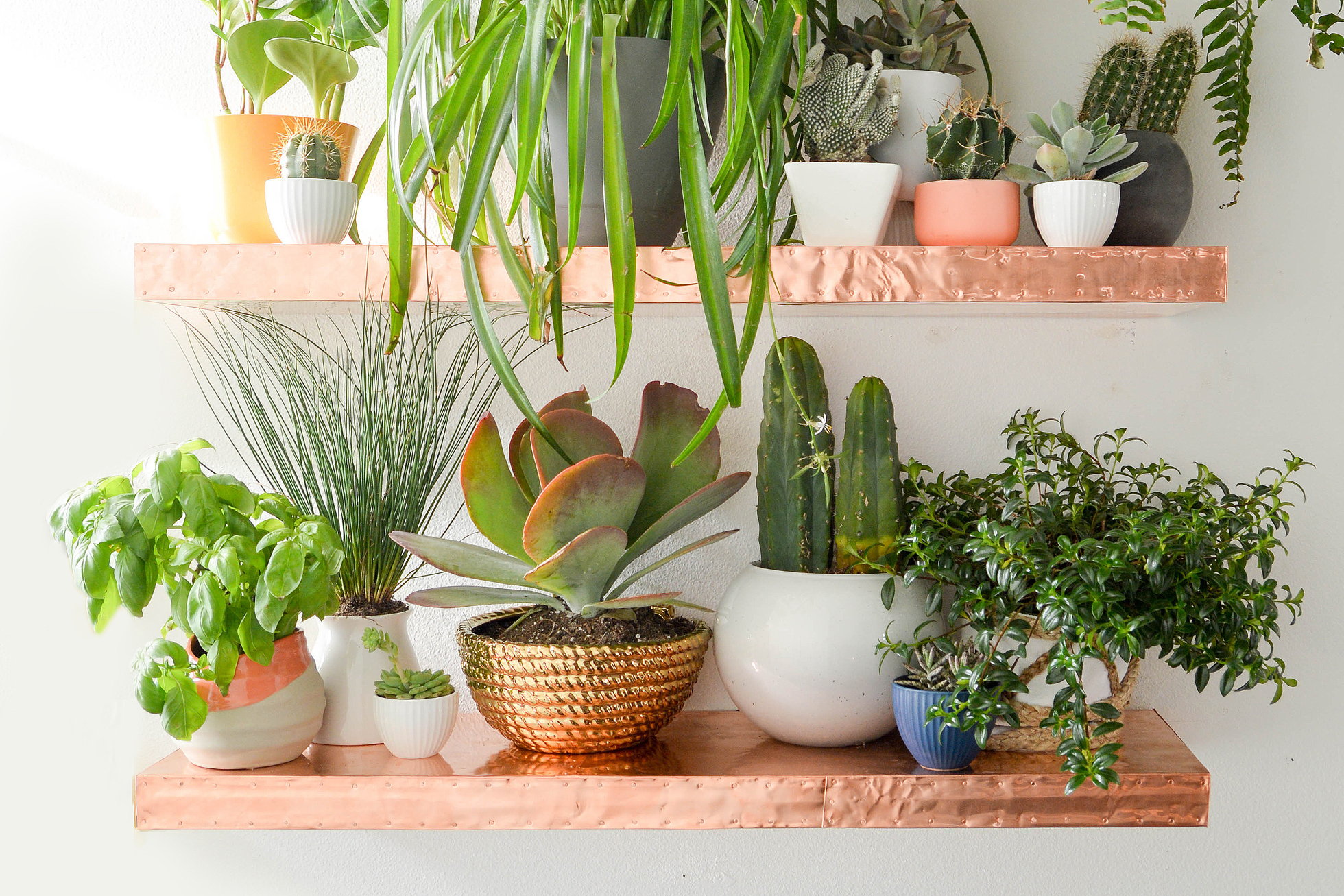 Live green plants on wooden floating shelves