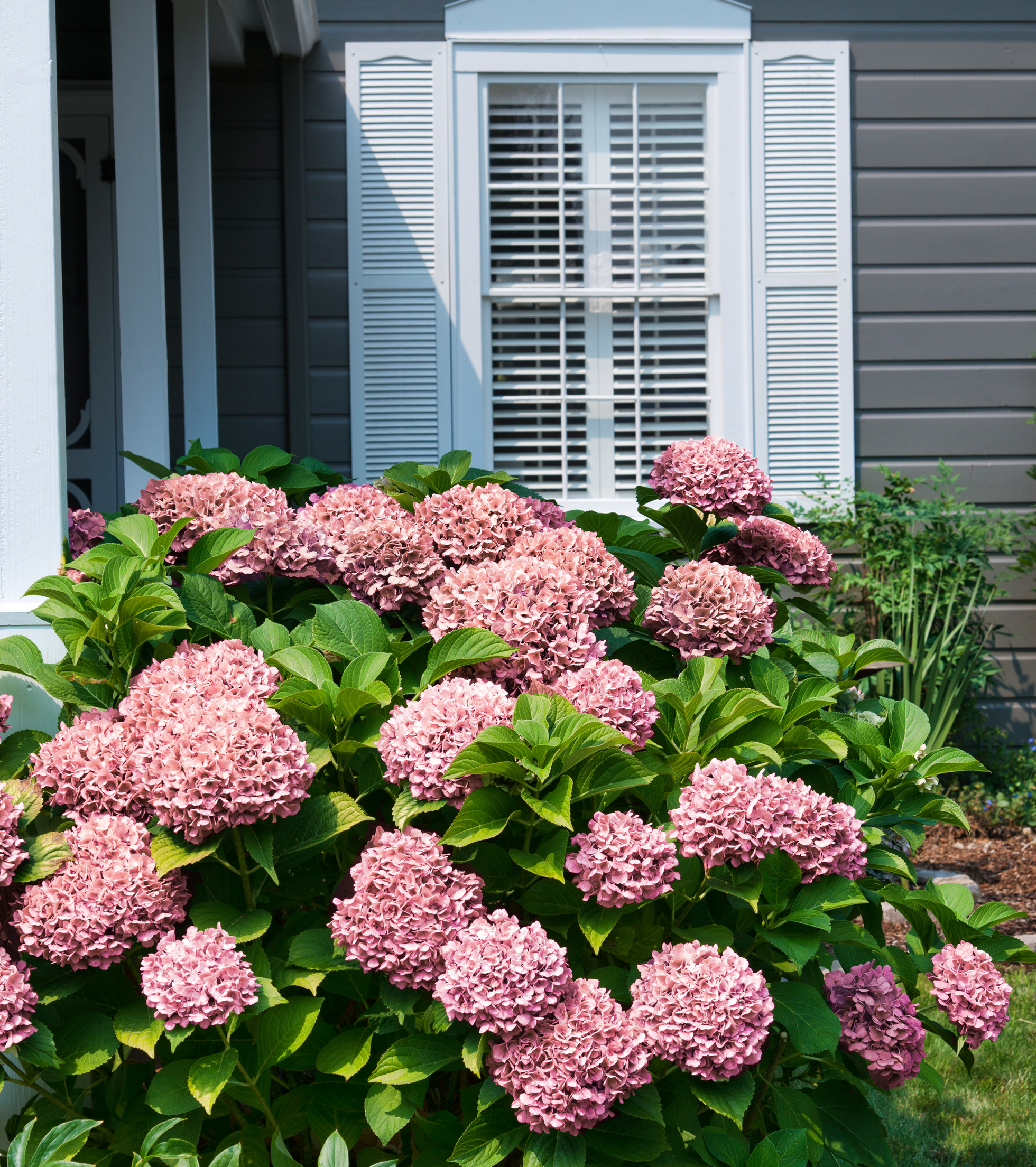 Prevent fires with fire-resistant plants like hydrange