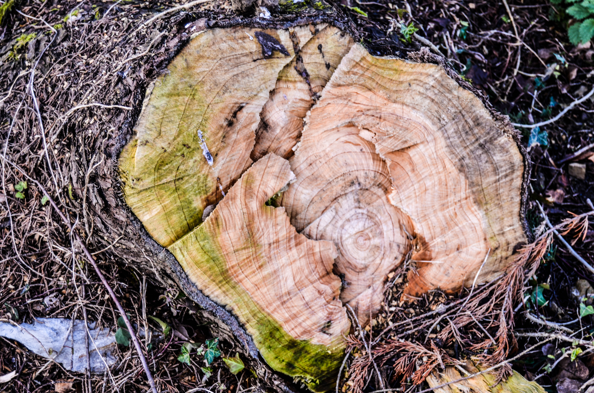 Tree stump in a yard