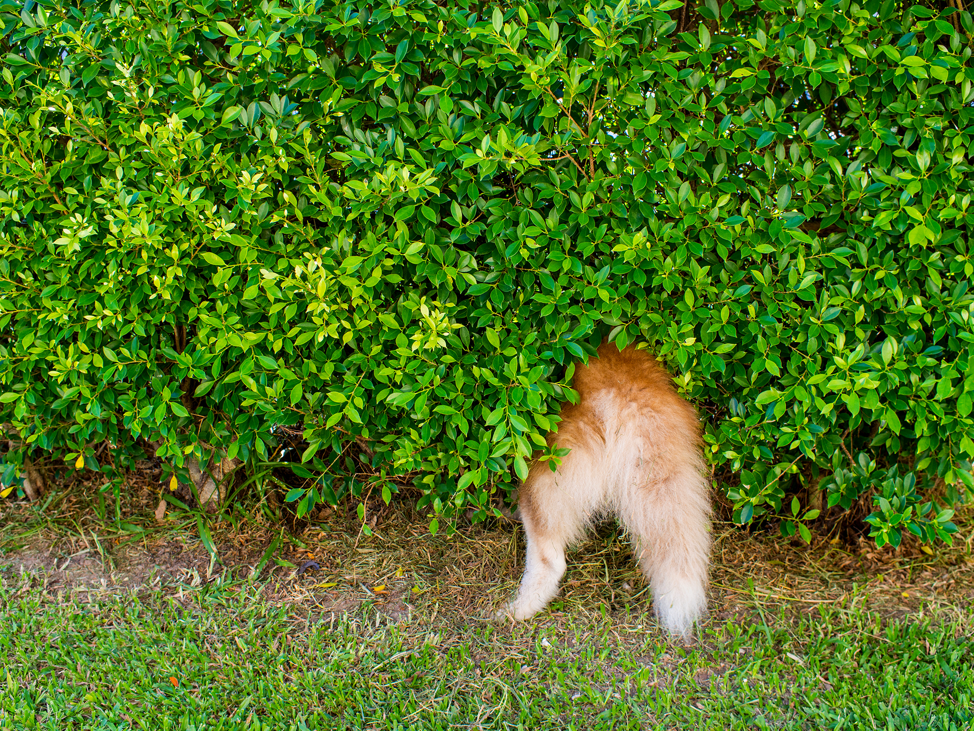 Tail of siberian husky peaking out from wall of bushes