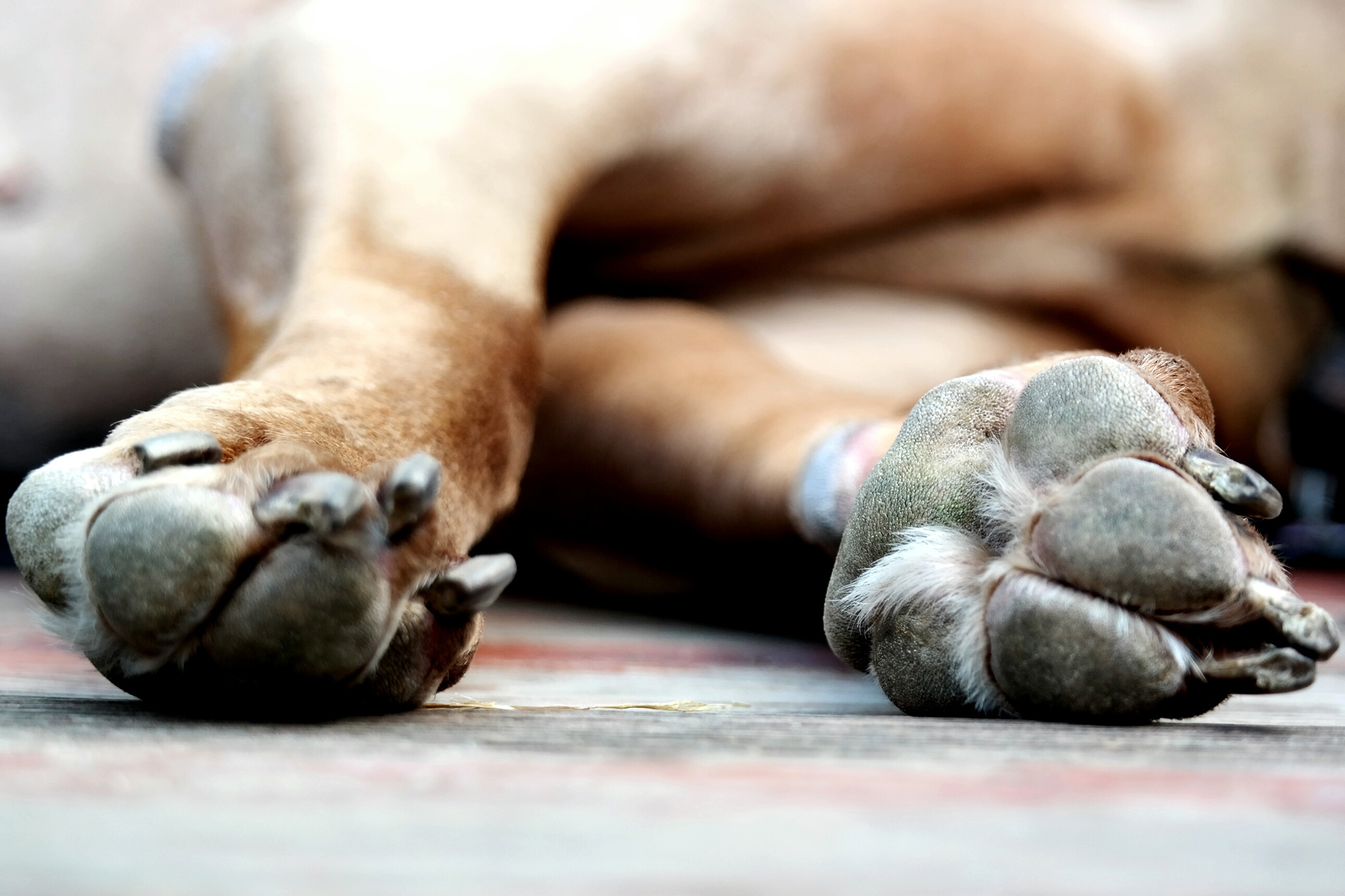 Close up of brown dog's paws | Keeping House Clean with Dogs