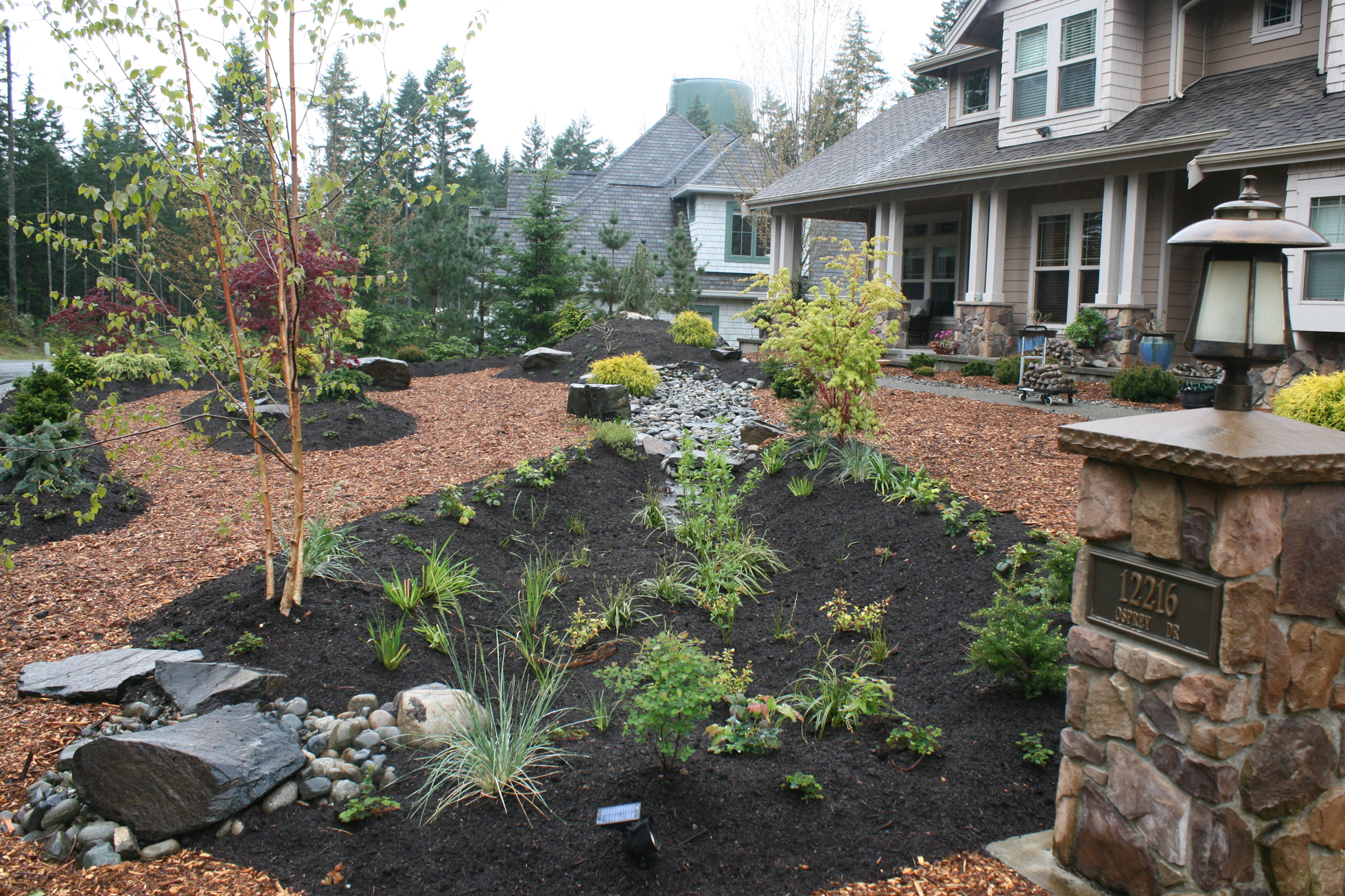 Lush rain garden in front yard with brown mulch, plants