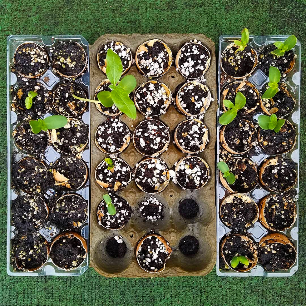 Overhead view of potting plants | Spring Lawn Care Tips