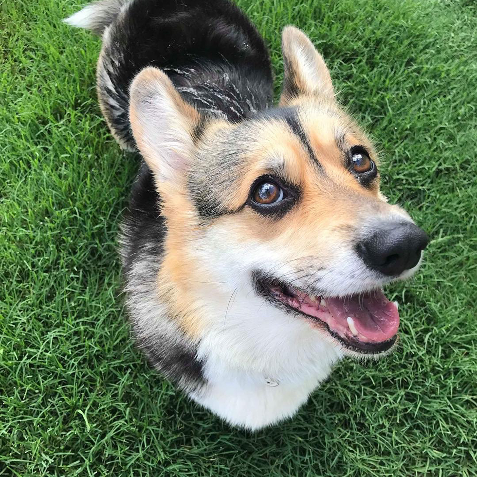 A corgi standing on Bermuda grass