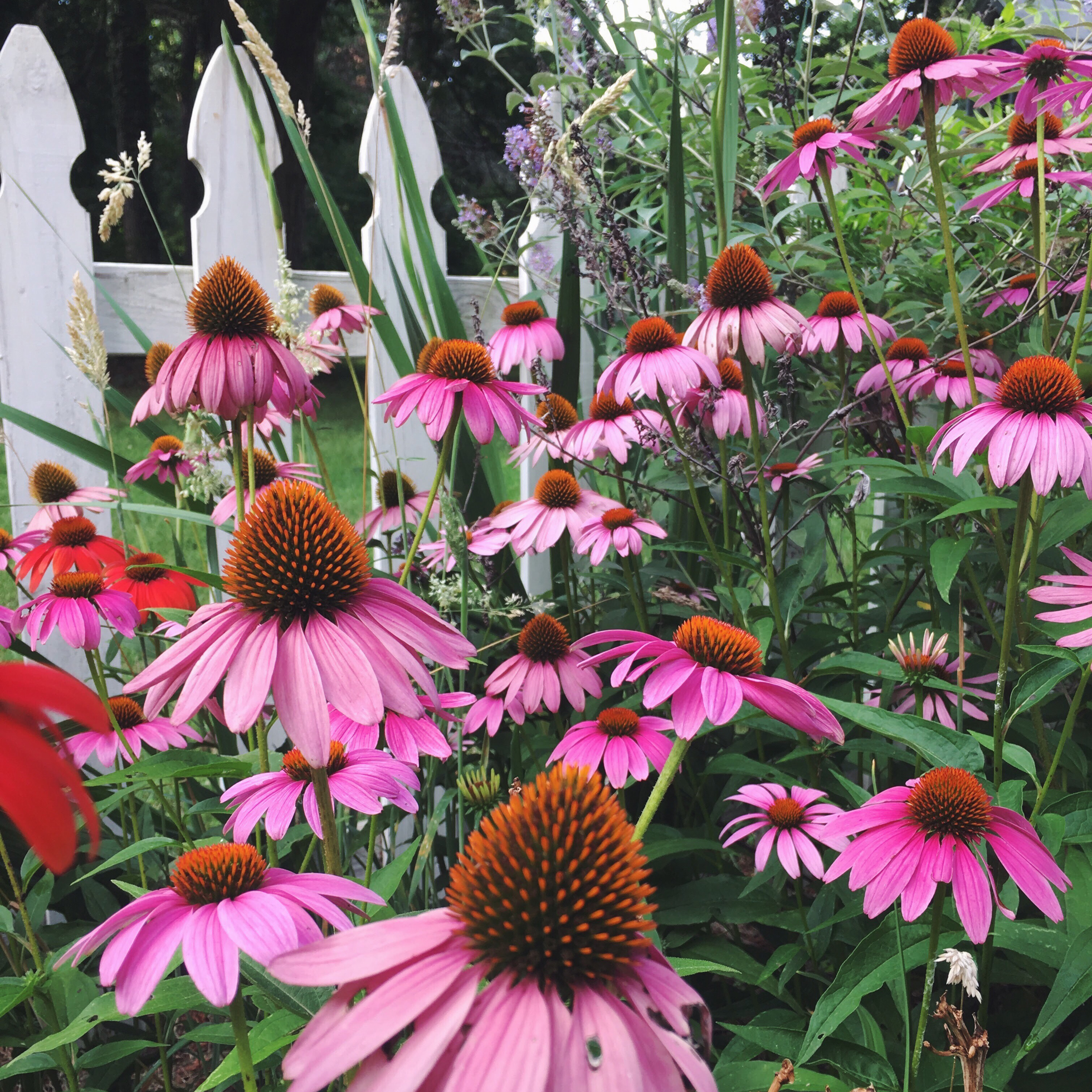 Pink coneflowers in front of a white picket fence