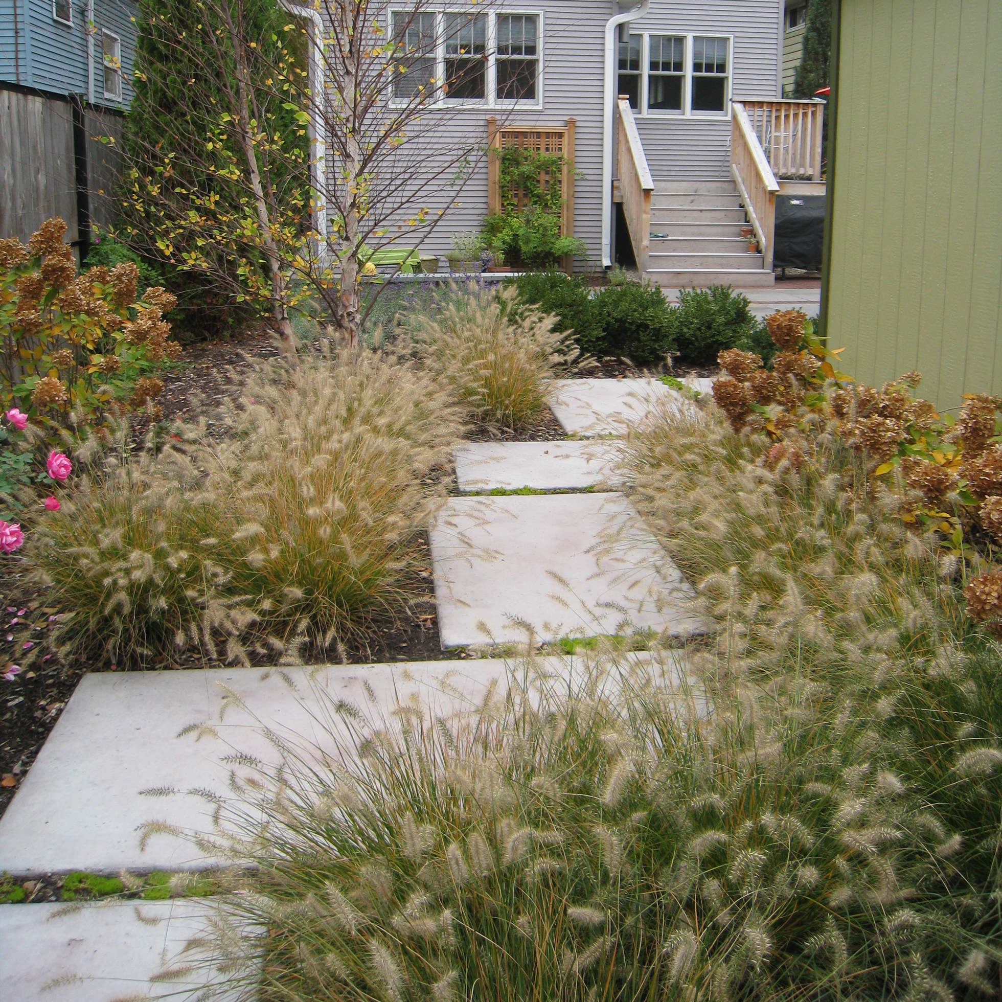 Contemporary backyard patio and garden with tall grass